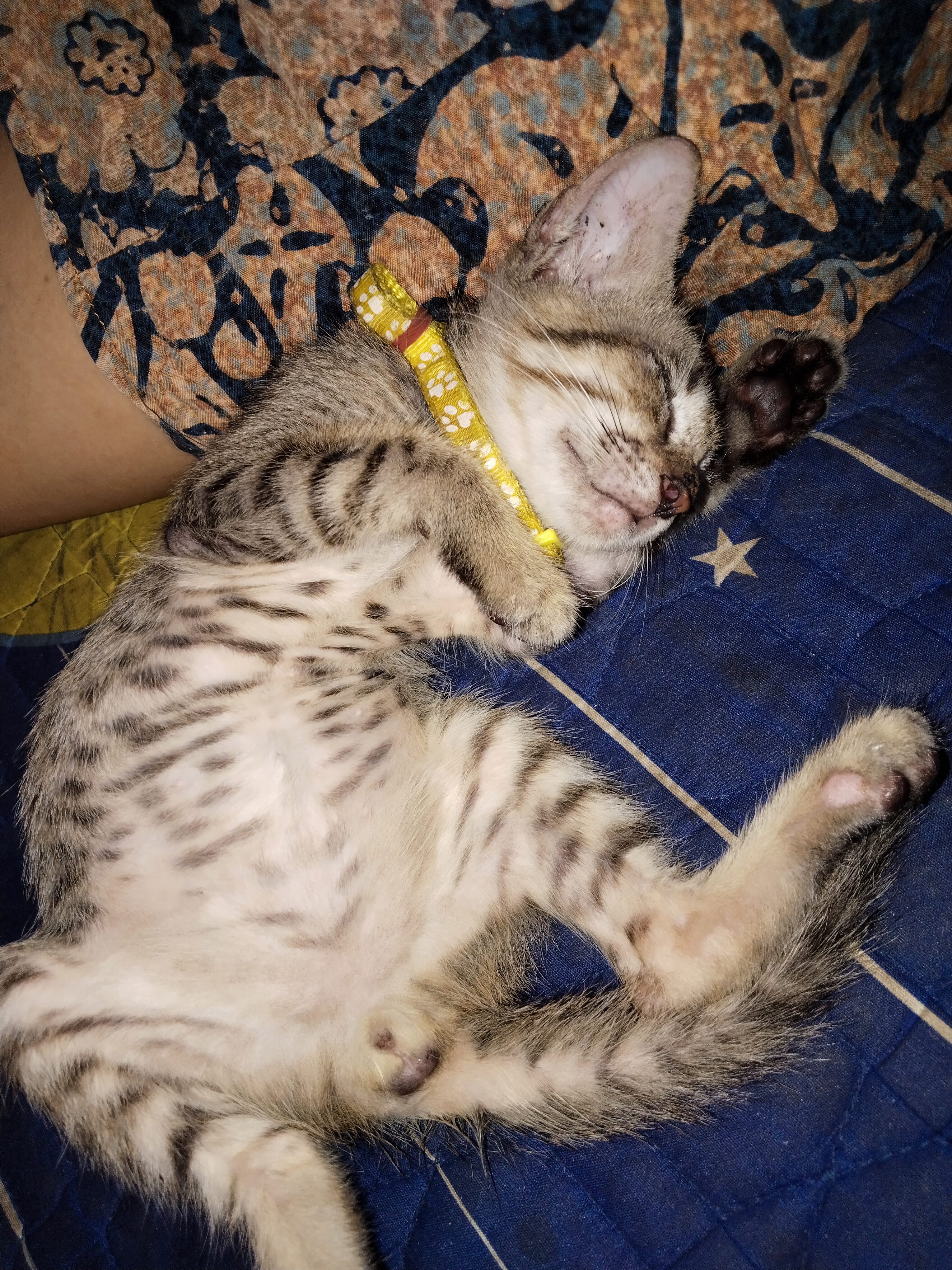 Foto laporan Kucing (HB4176)