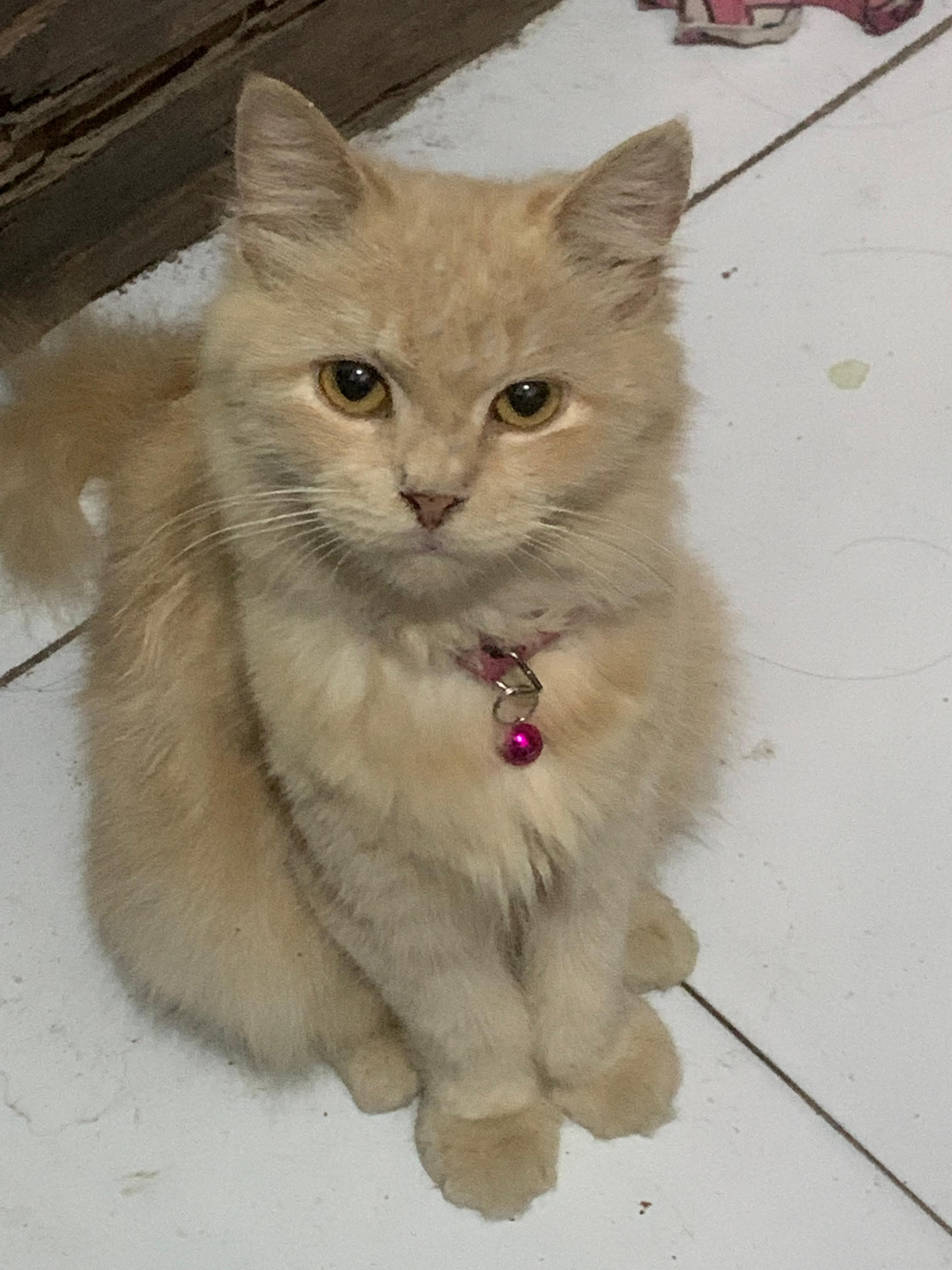 Foto laporan kucingg (HB4198)