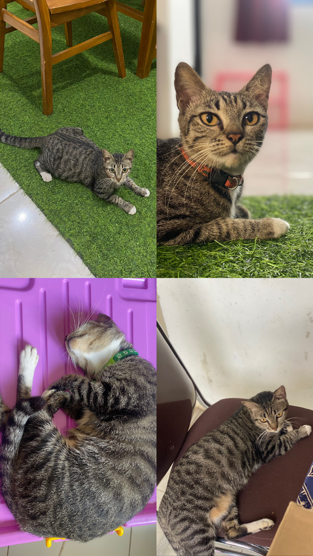 Foto laporan Kucing Mujaer (HB4222)