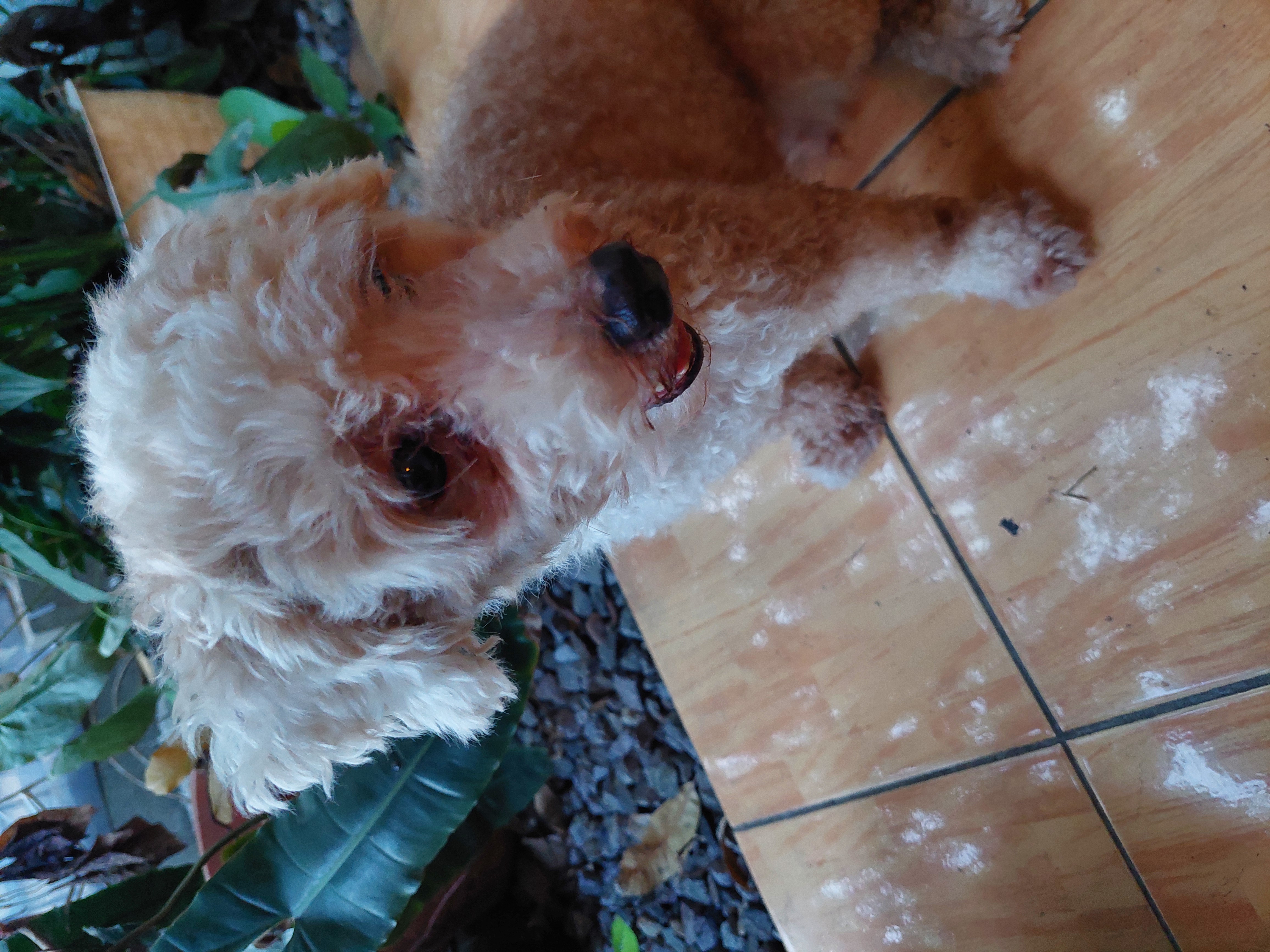 Foto laporan anjing poodle kecil warna coklat dan putih (HB4244)