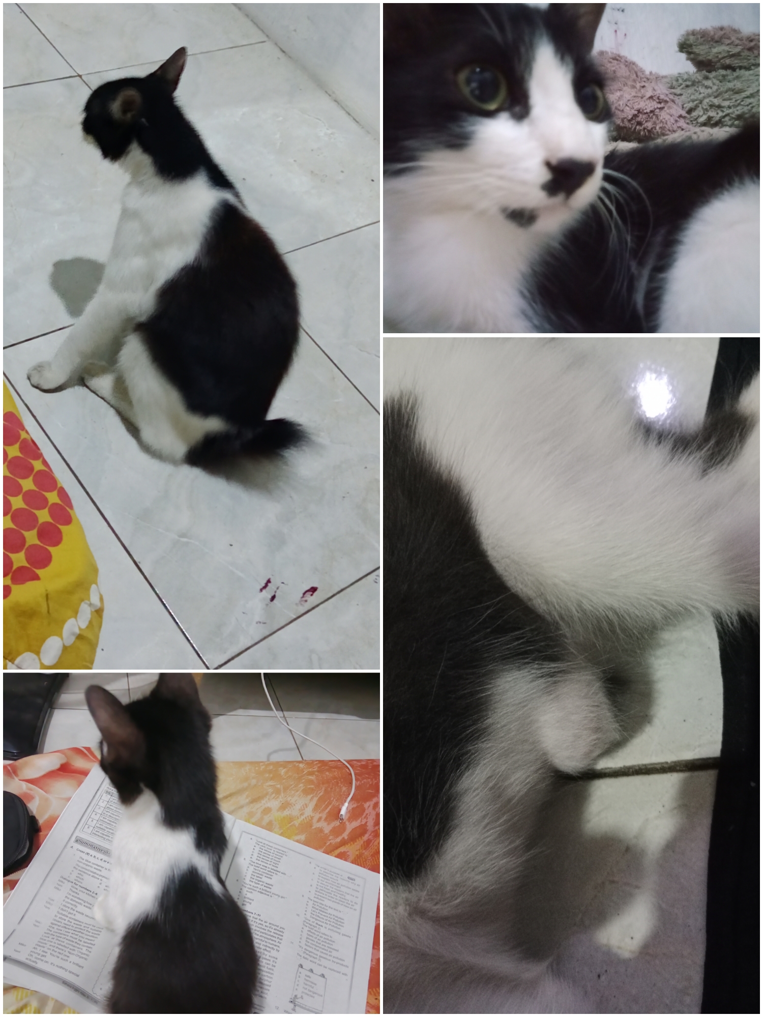 Foto laporan kucing (HB4304)