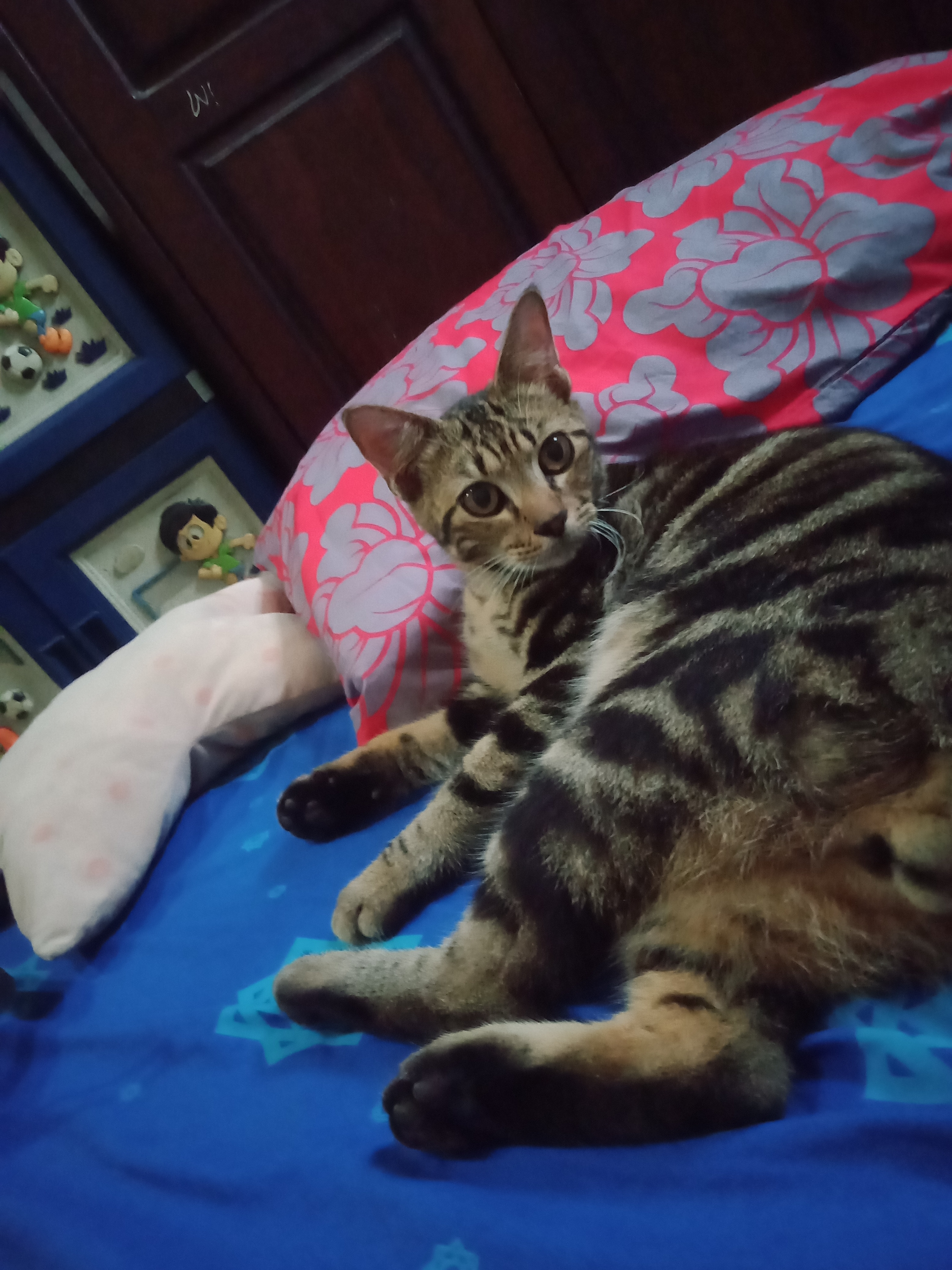 Foto laporan kucing (HB4410)