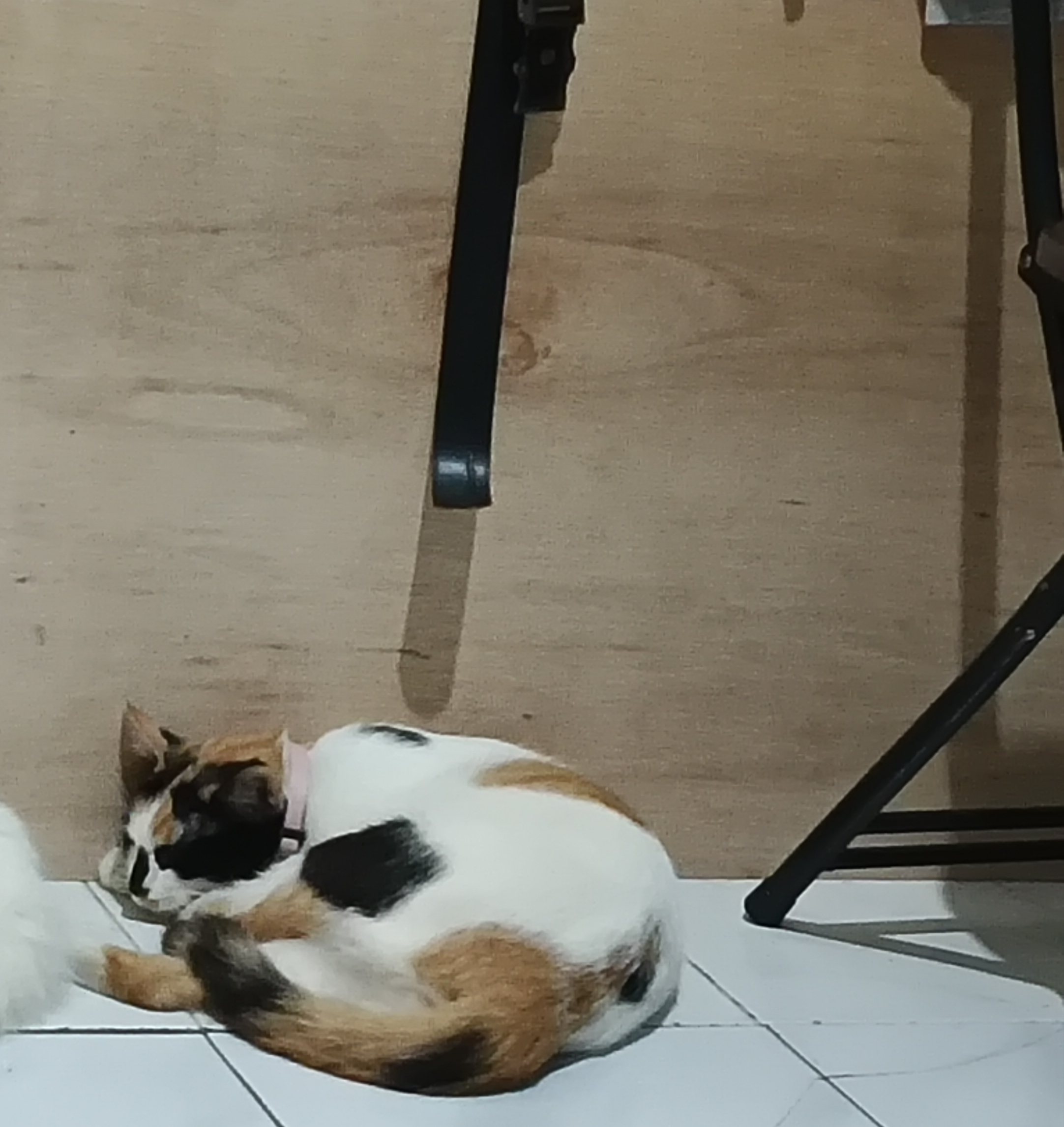 Foto laporan kucing (HB4579)
