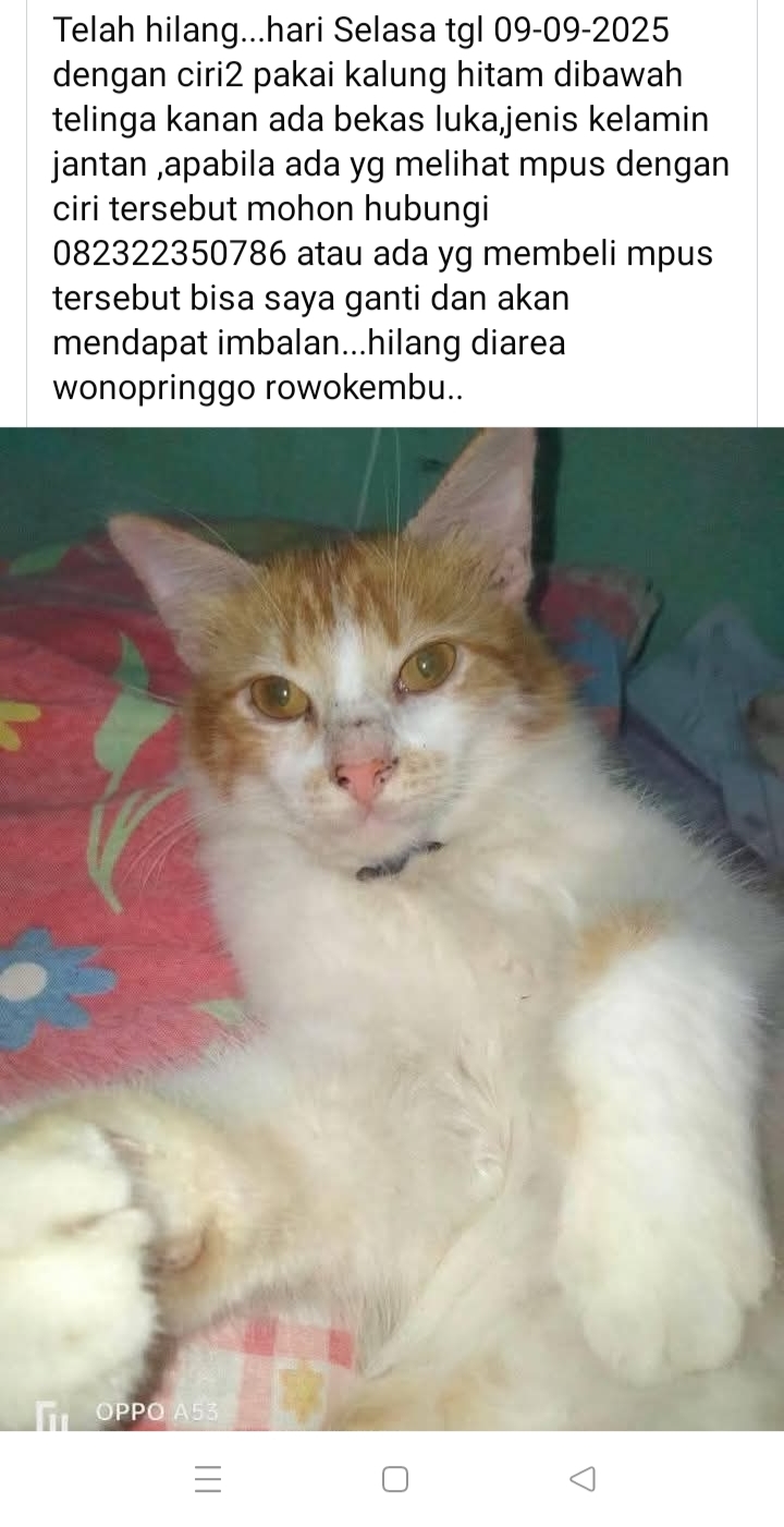 Foto laporan Hewan peliharaan (kucing) (HB4904)