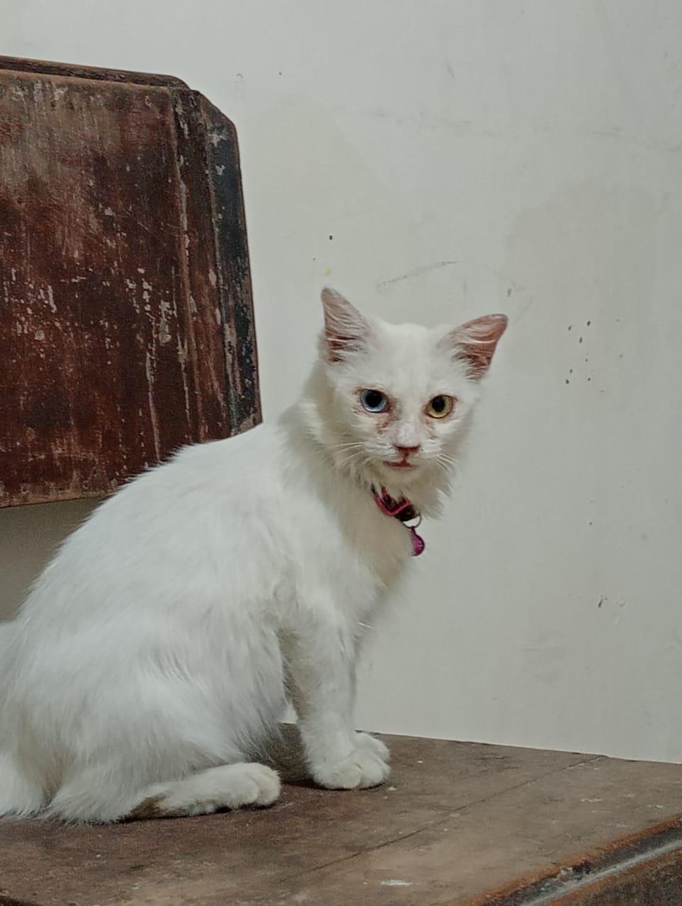 Foto laporan Kucing Putih (Puput) (HB4939)