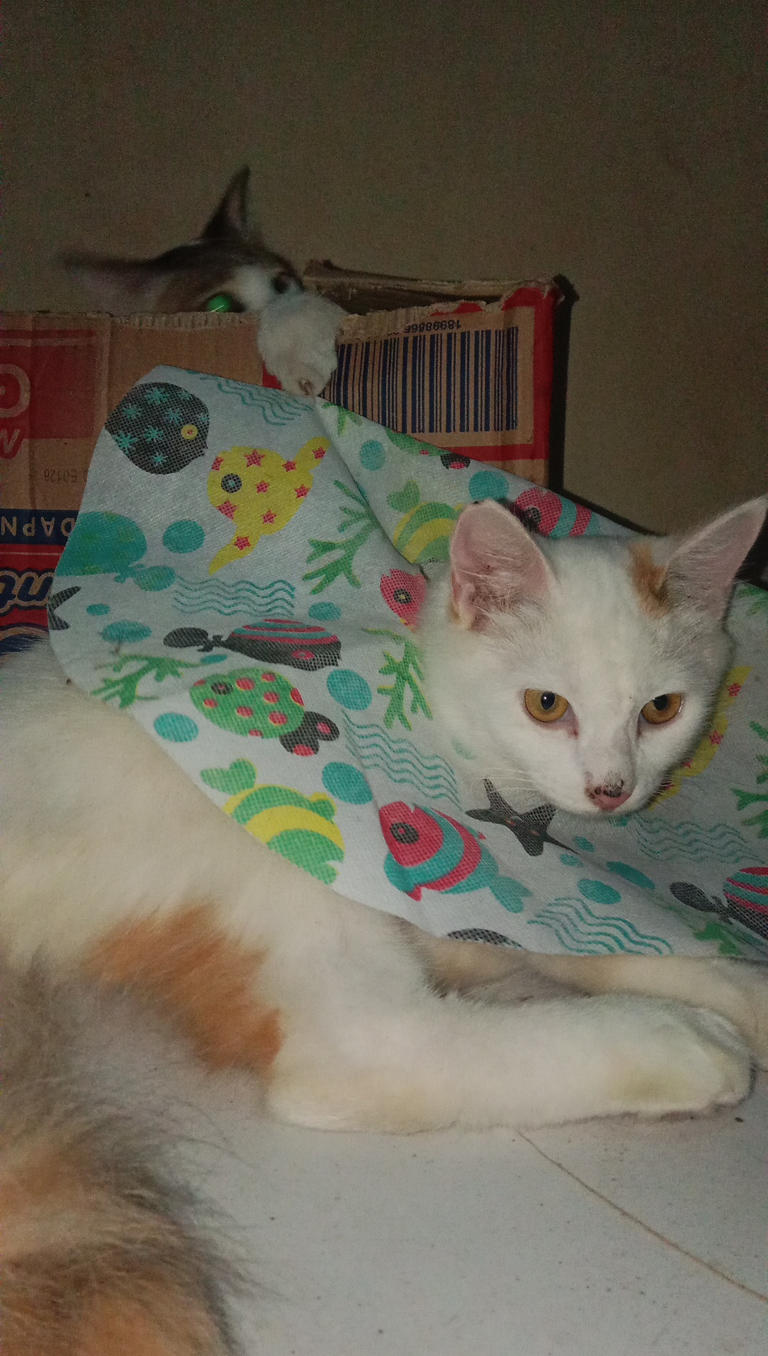 Foto laporan Kucing berjenis kelamin perempuan berusia ±7 bulan (HB5129)