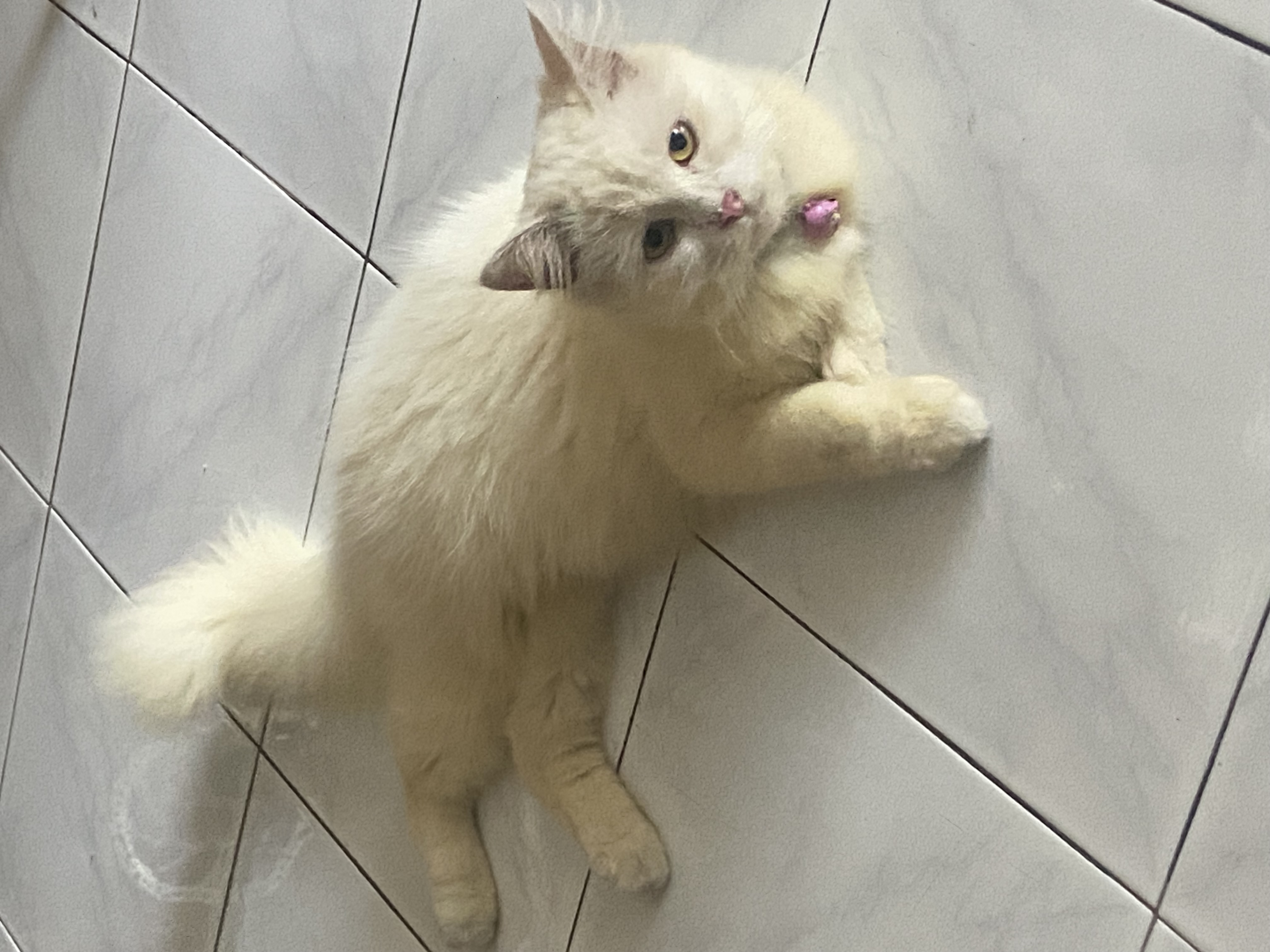 Foto laporan Kucing Putih (HB5212)
