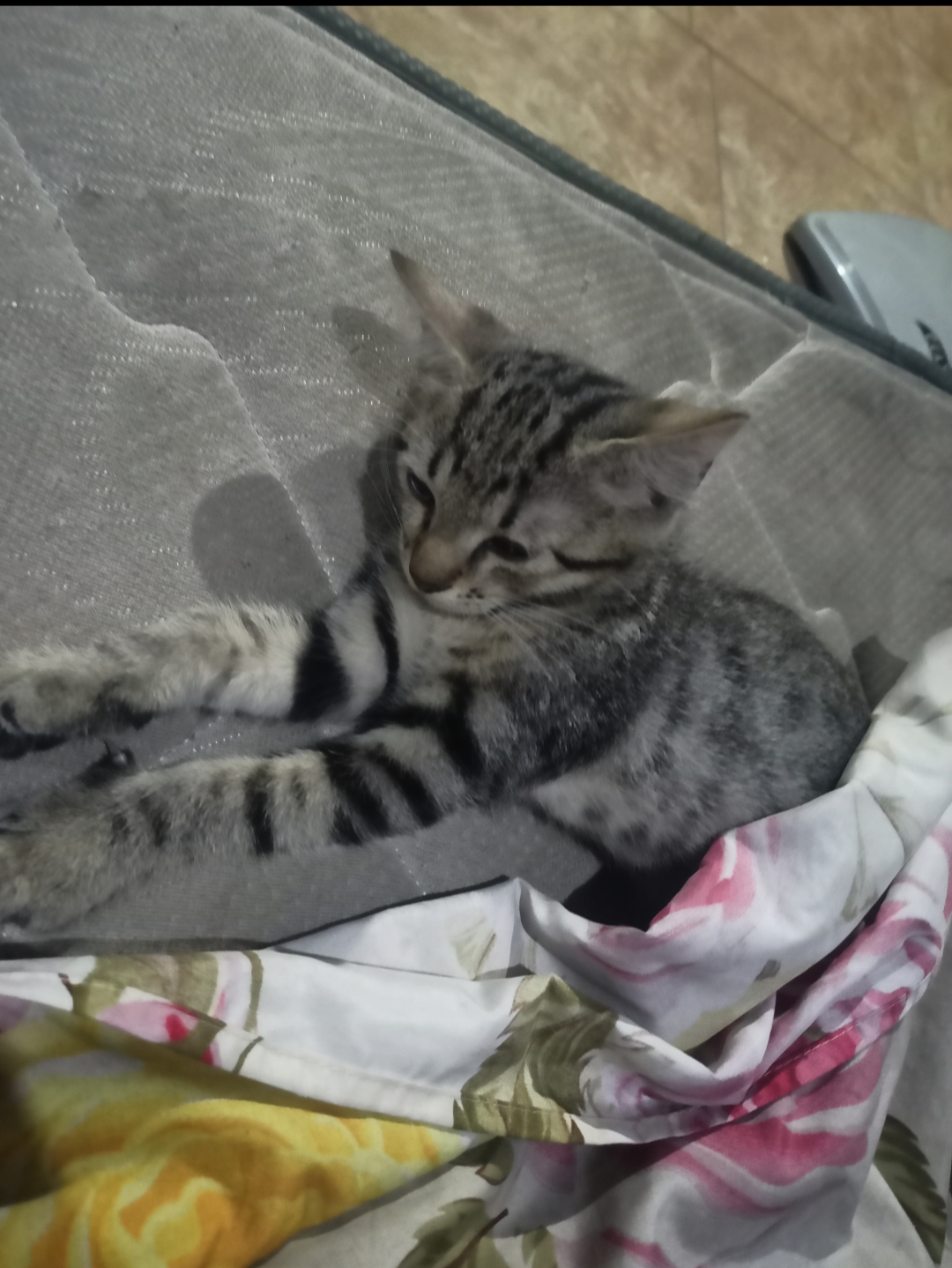 Foto laporan Kucing (HB5263)