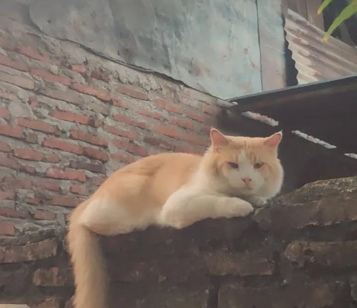 Foto laporan Kucing Oren Mixdom (HB5304)