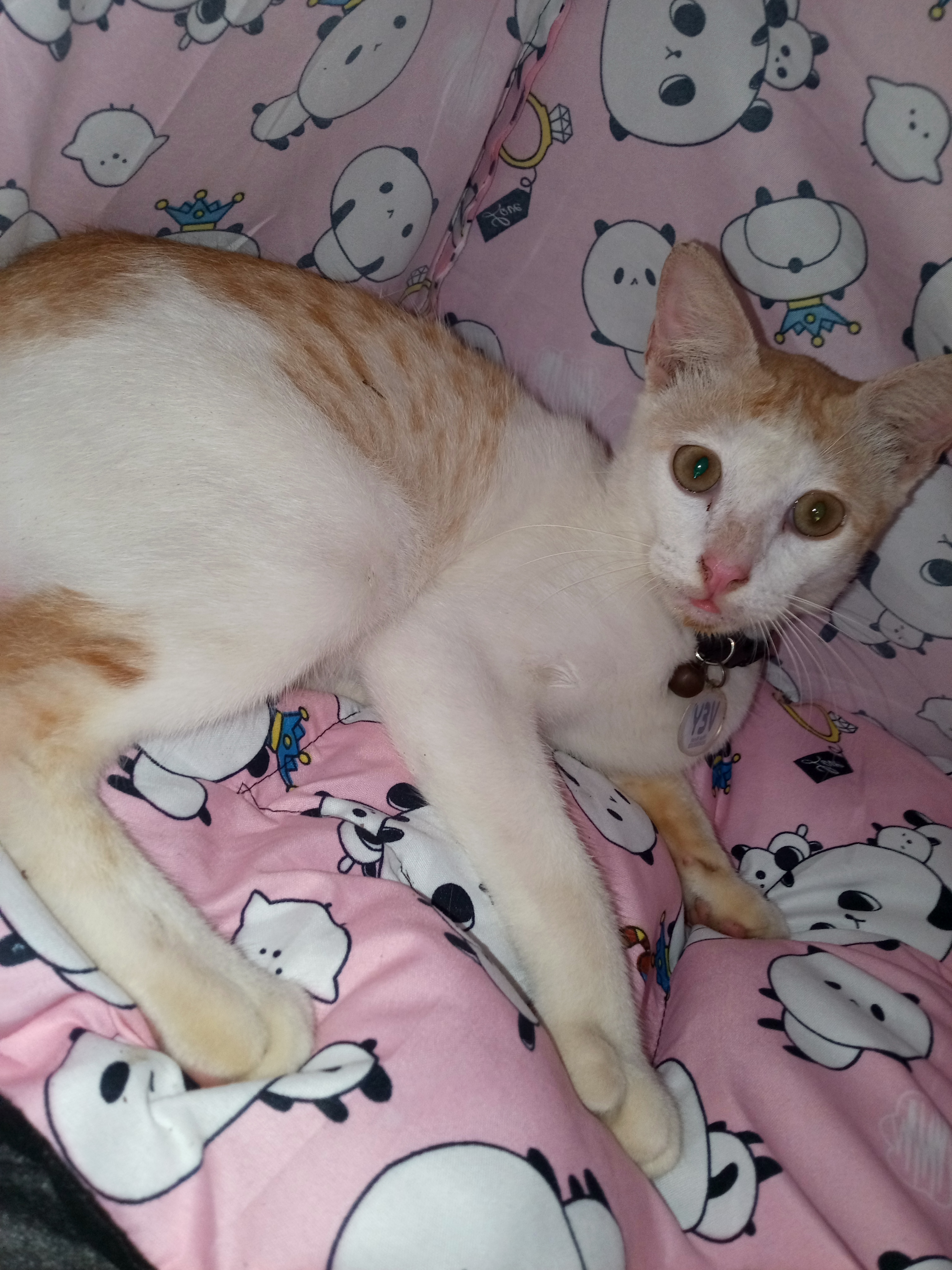 Foto laporan Kucing (HB5578)