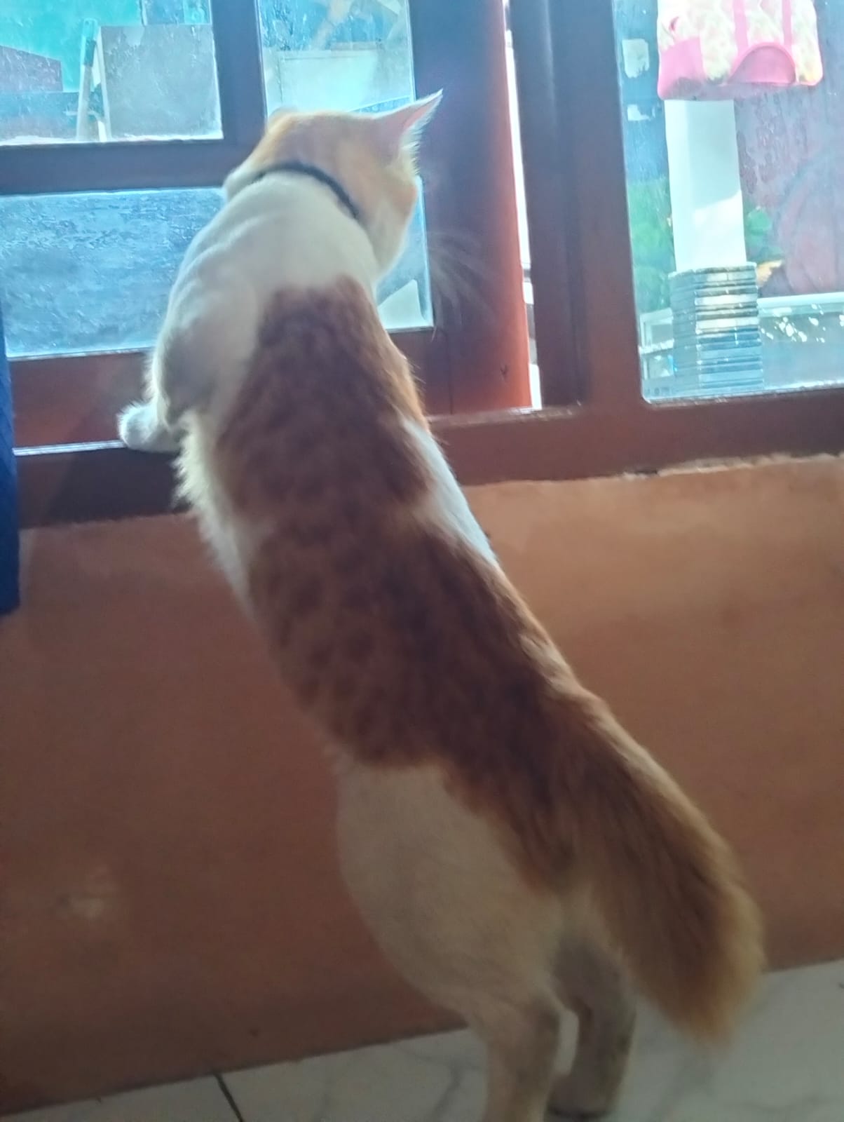 Foto laporan kucing (HB5672)