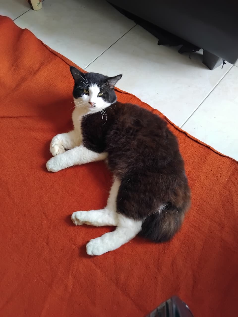 Foto laporan Kucing (HB5766)