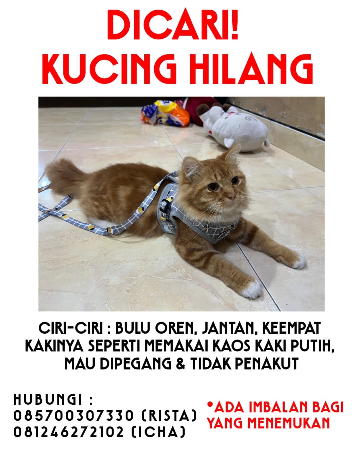 Foto laporan kucing (HB5776)