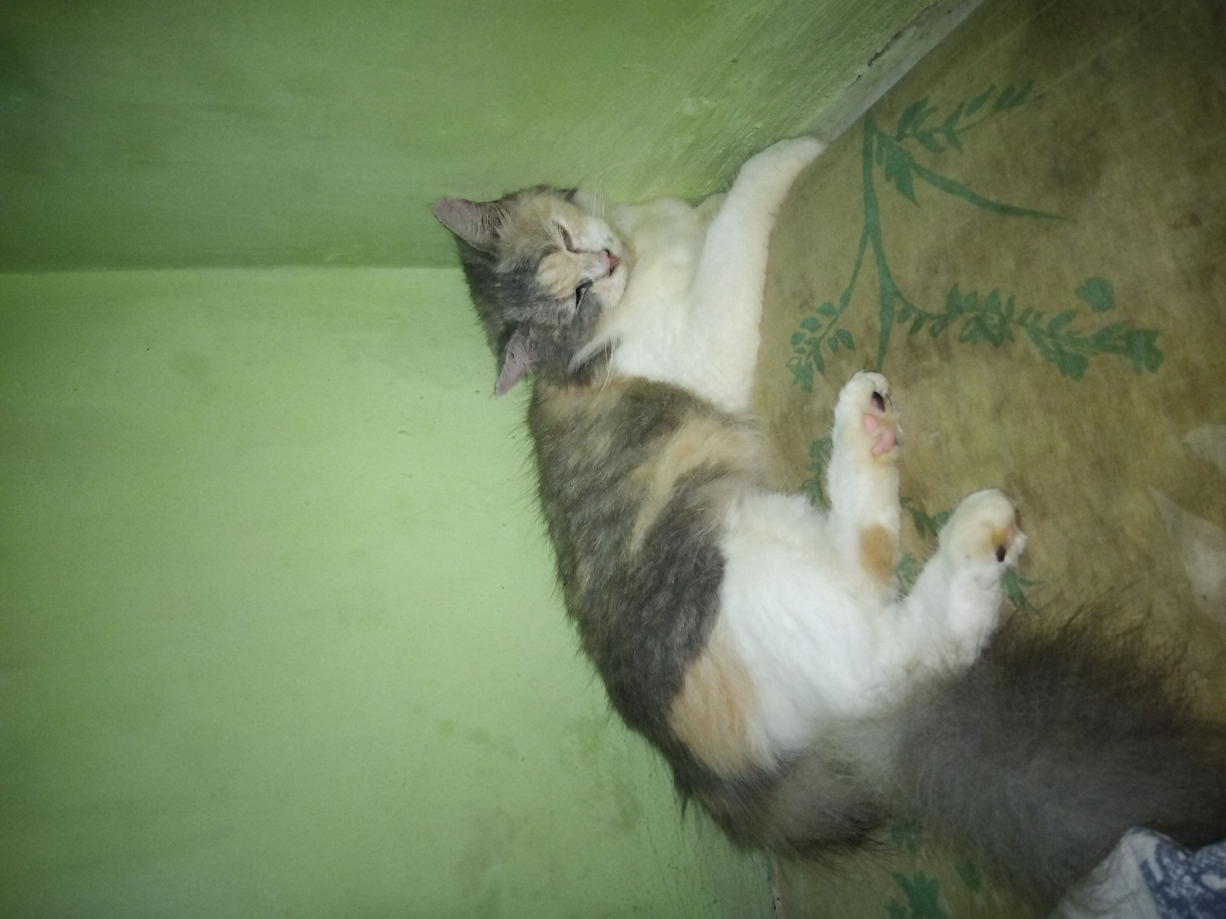 Foto laporan kucing (HB5953)