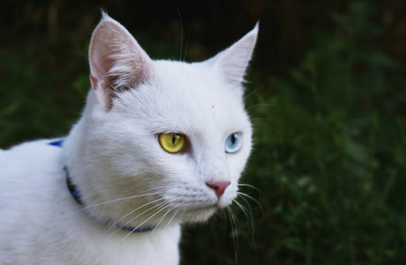 Foto laporan kucing full putih mata kuning dan biru (HB6046)