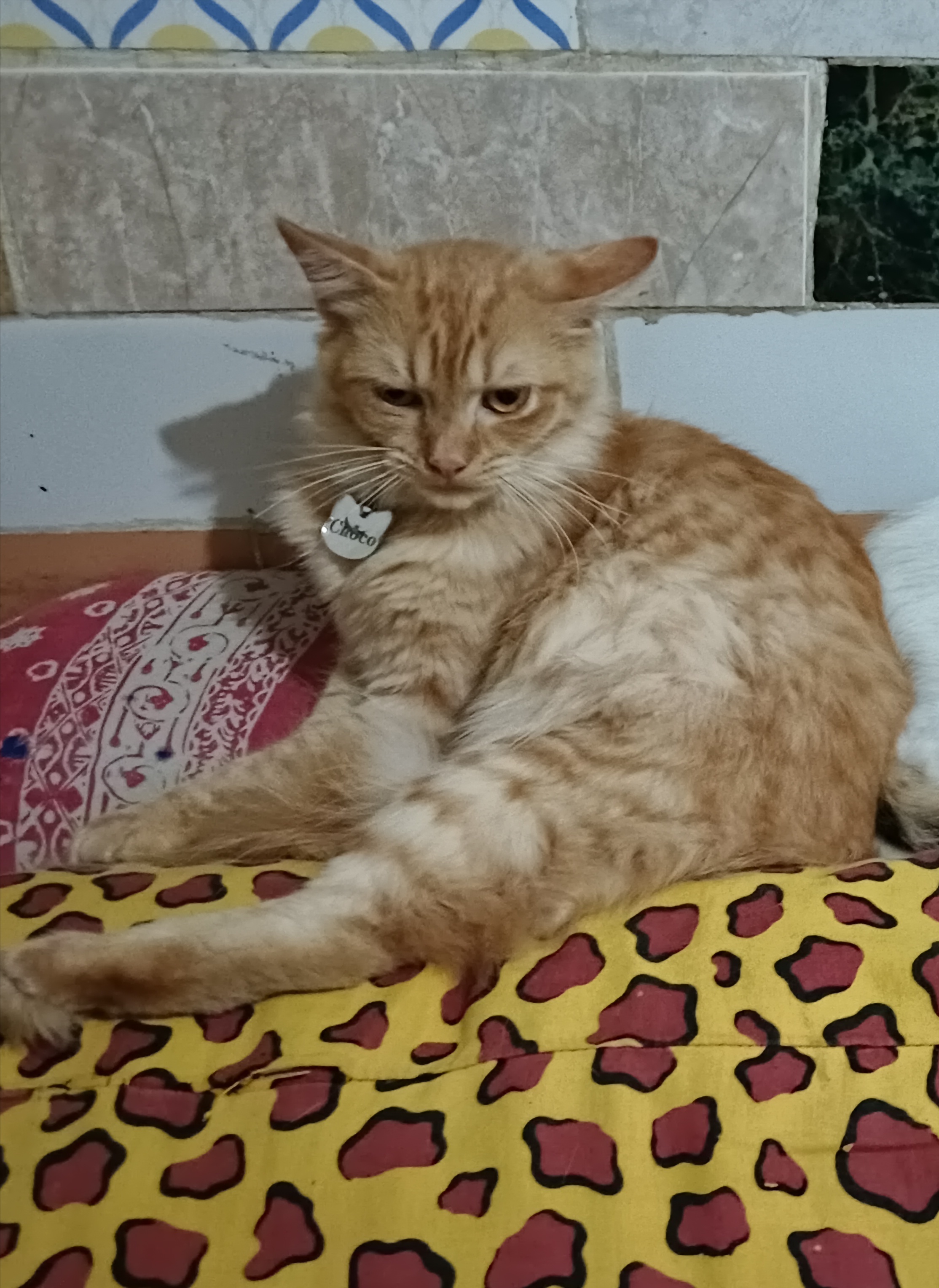Foto laporan kucing (HB6250)