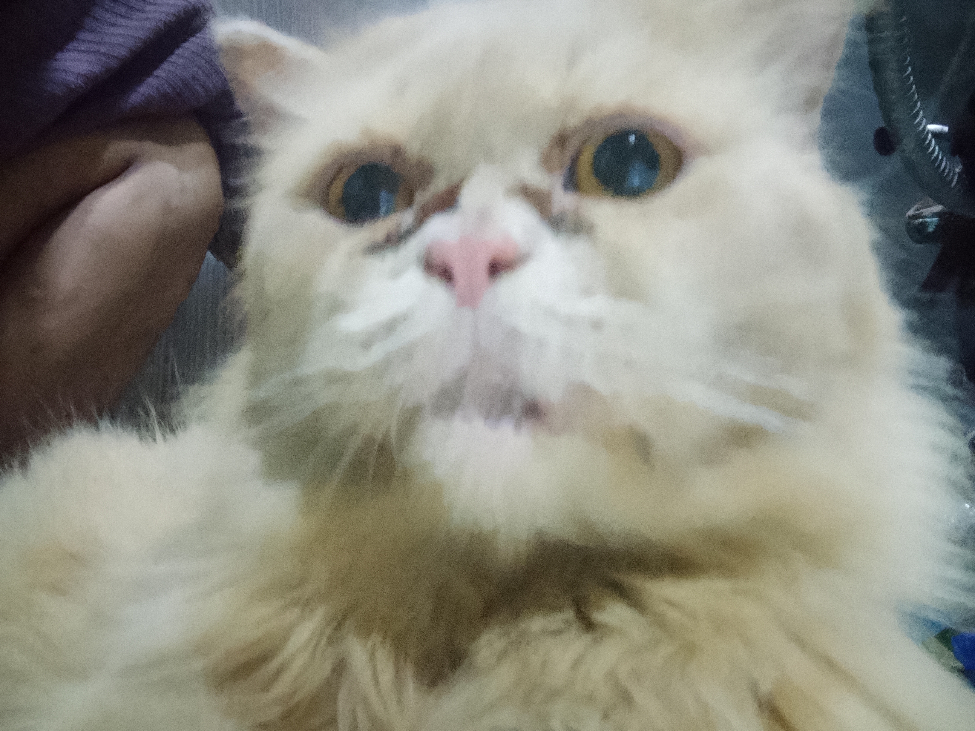 Foto laporan kucing warna coklat setengah cream (HB6857)