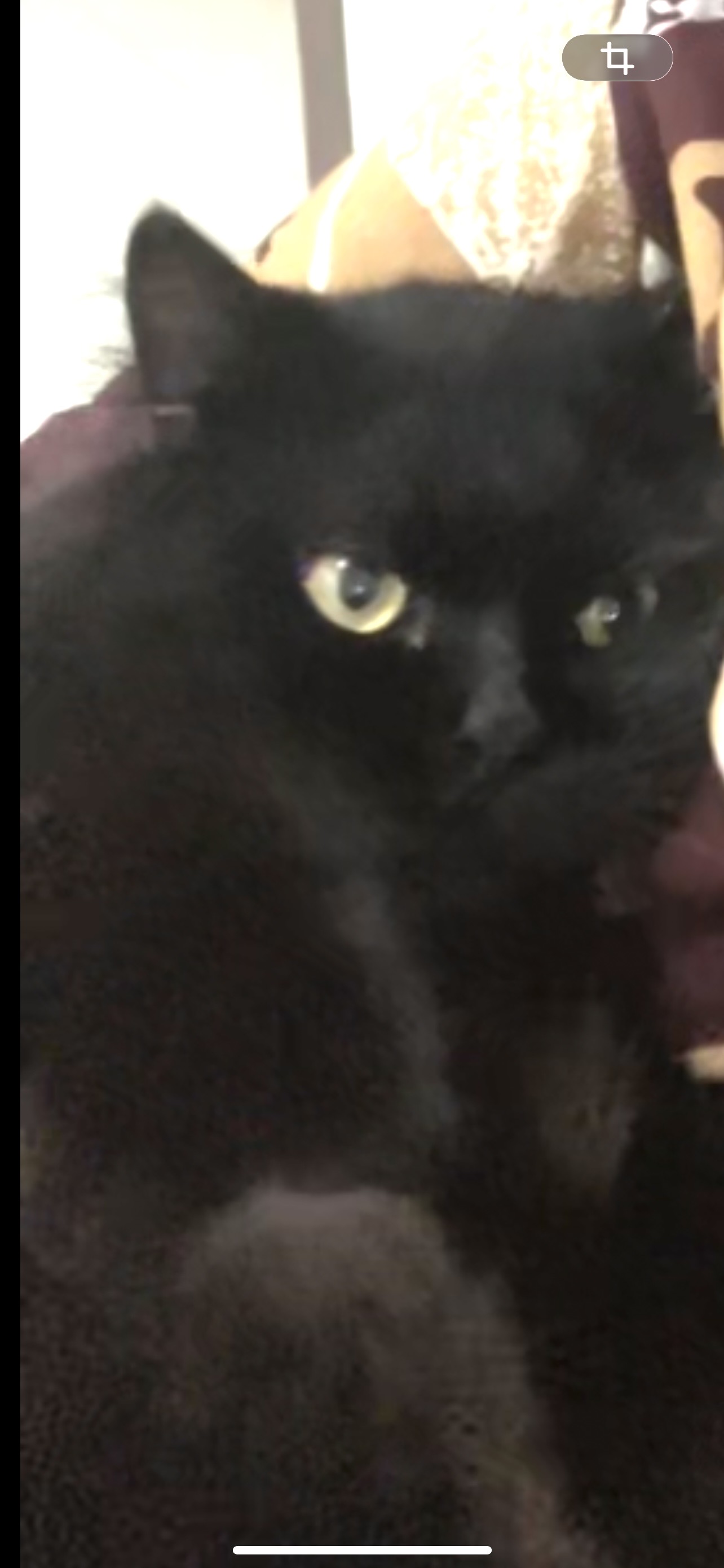 Foto laporan KUCING ANGGORA HITAM JANTAN (HB6922)