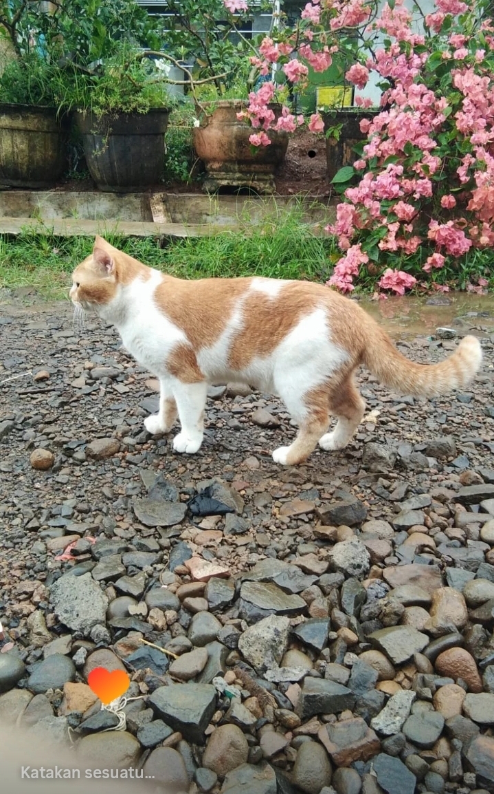 Foto laporan kucing warna oren, gembul, ginuk ginuk, ras nya campuran bukan kucing kampung (HB7038)