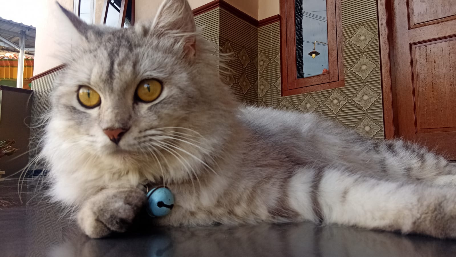 Foto laporan KUCING (HB7059)