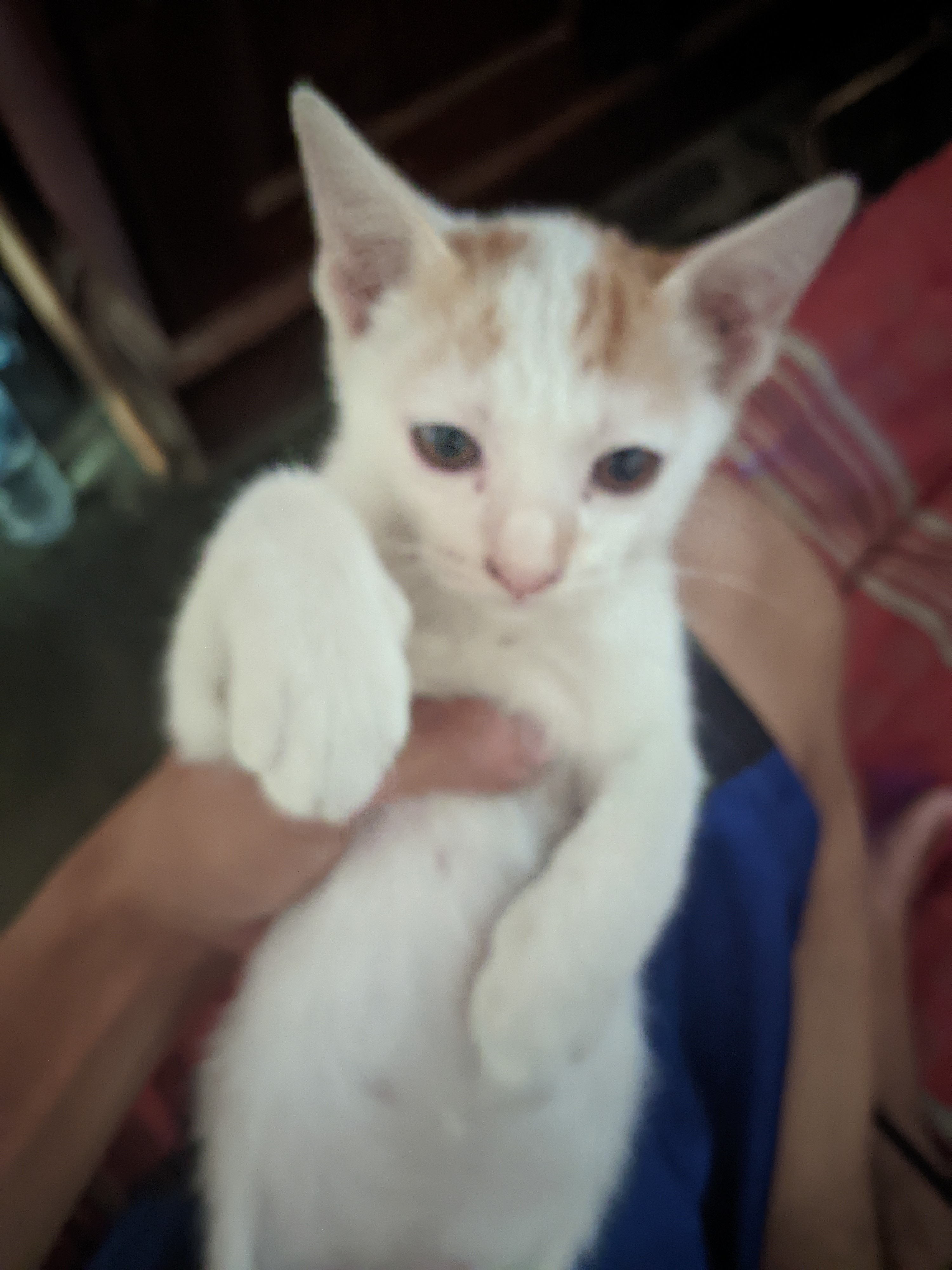 Foto laporan Cipo (HH0004)