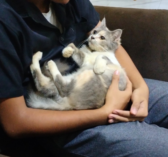 Foto laporan Amoora (HH0006)