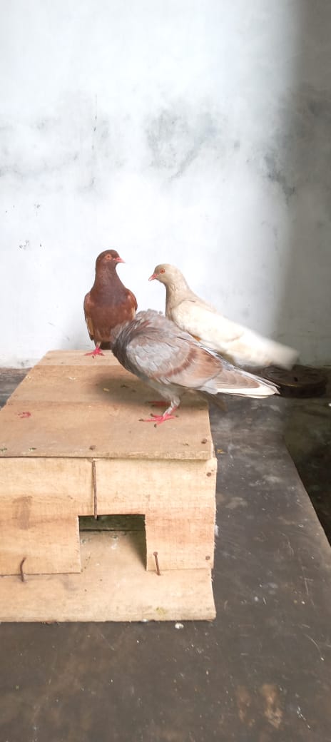 Foto laporan Burung merpati (HH0011)