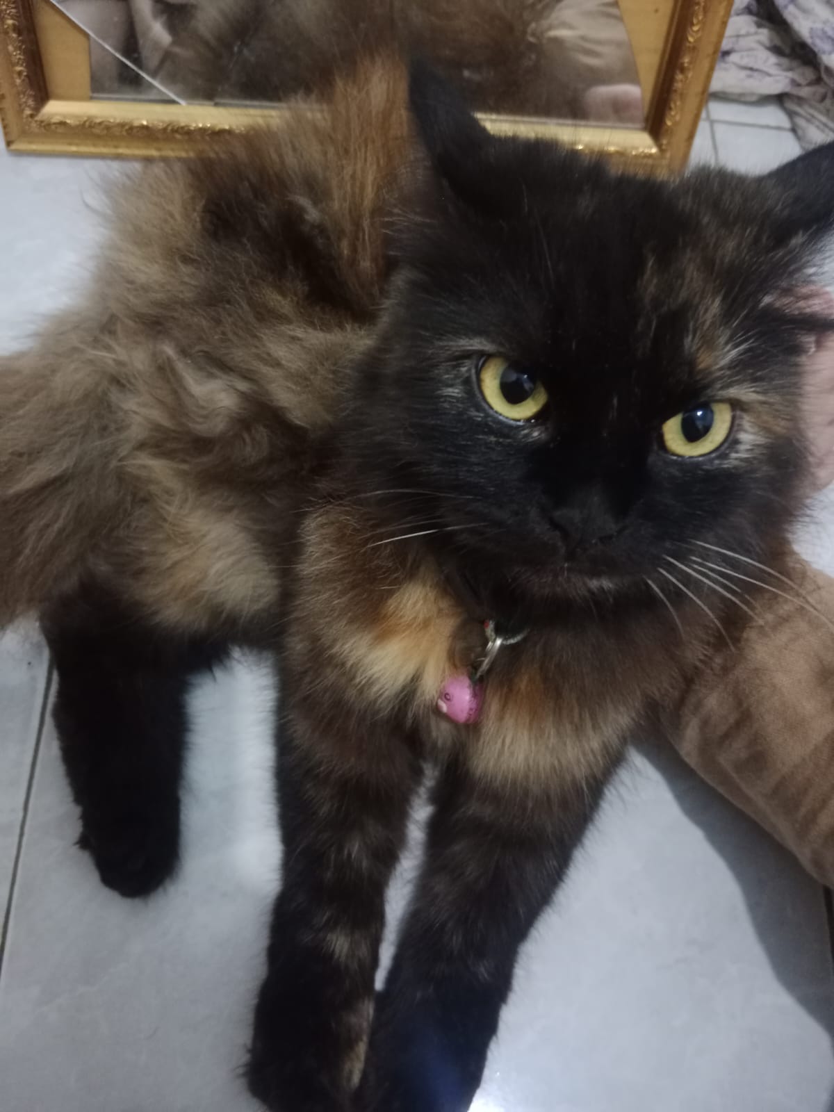 Foto laporan Moly (bleki) (HH0012)