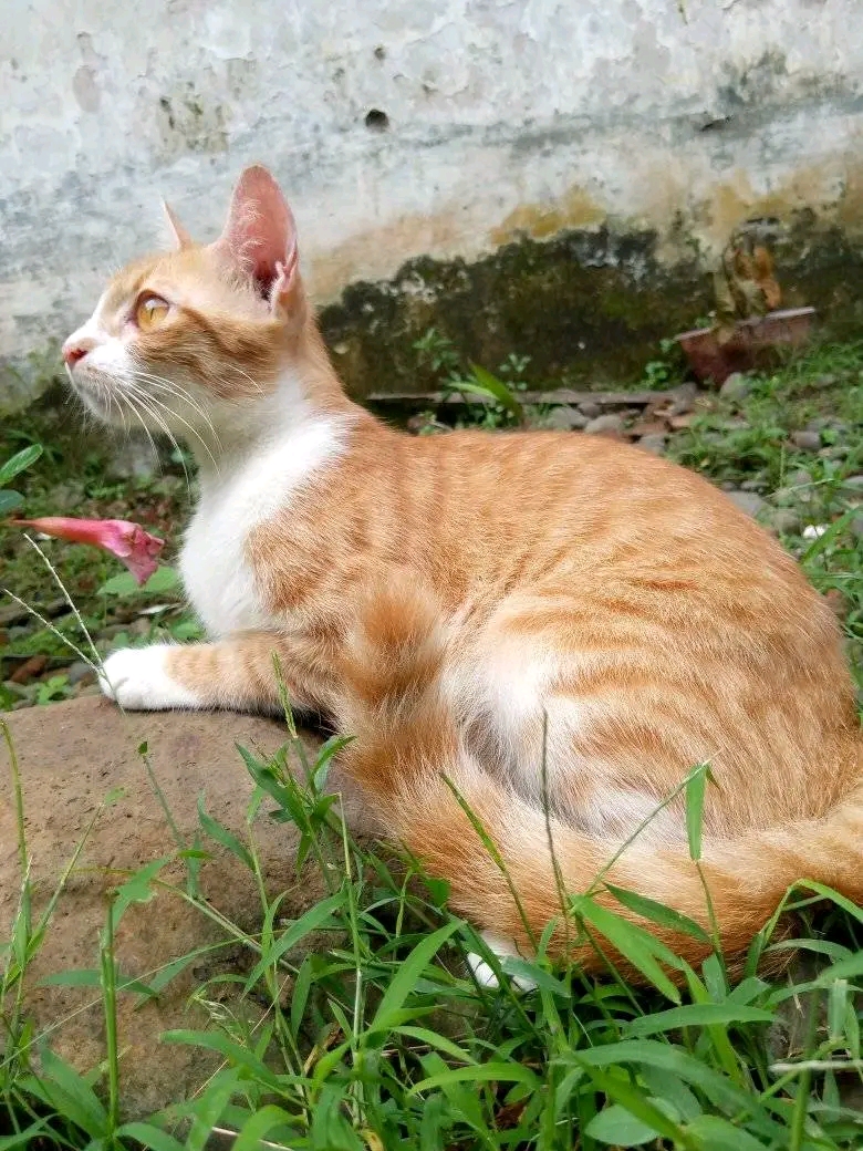 Foto laporan Berak( mamak) (HH0018)