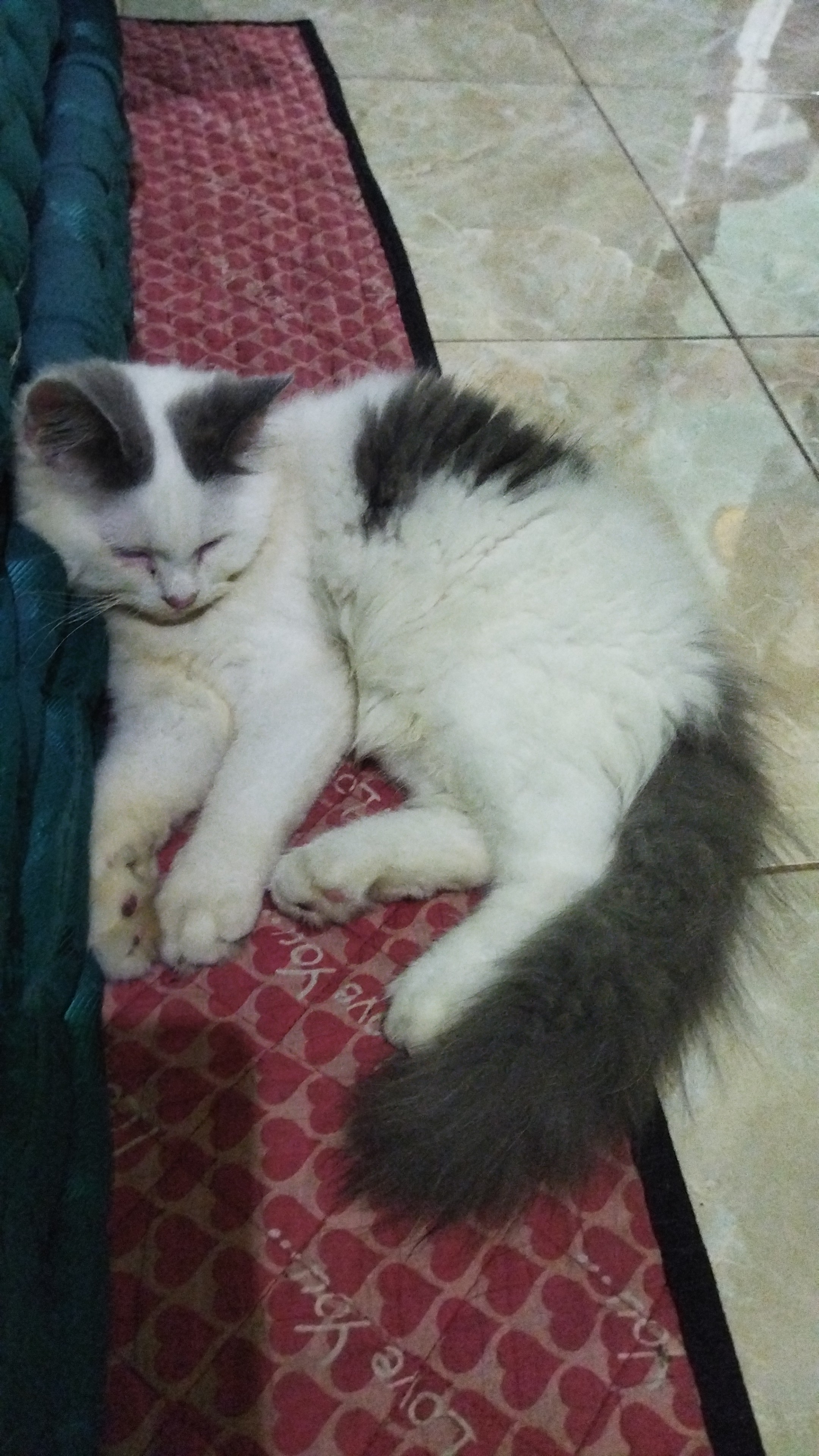 Foto laporan Pilus (HH0028)