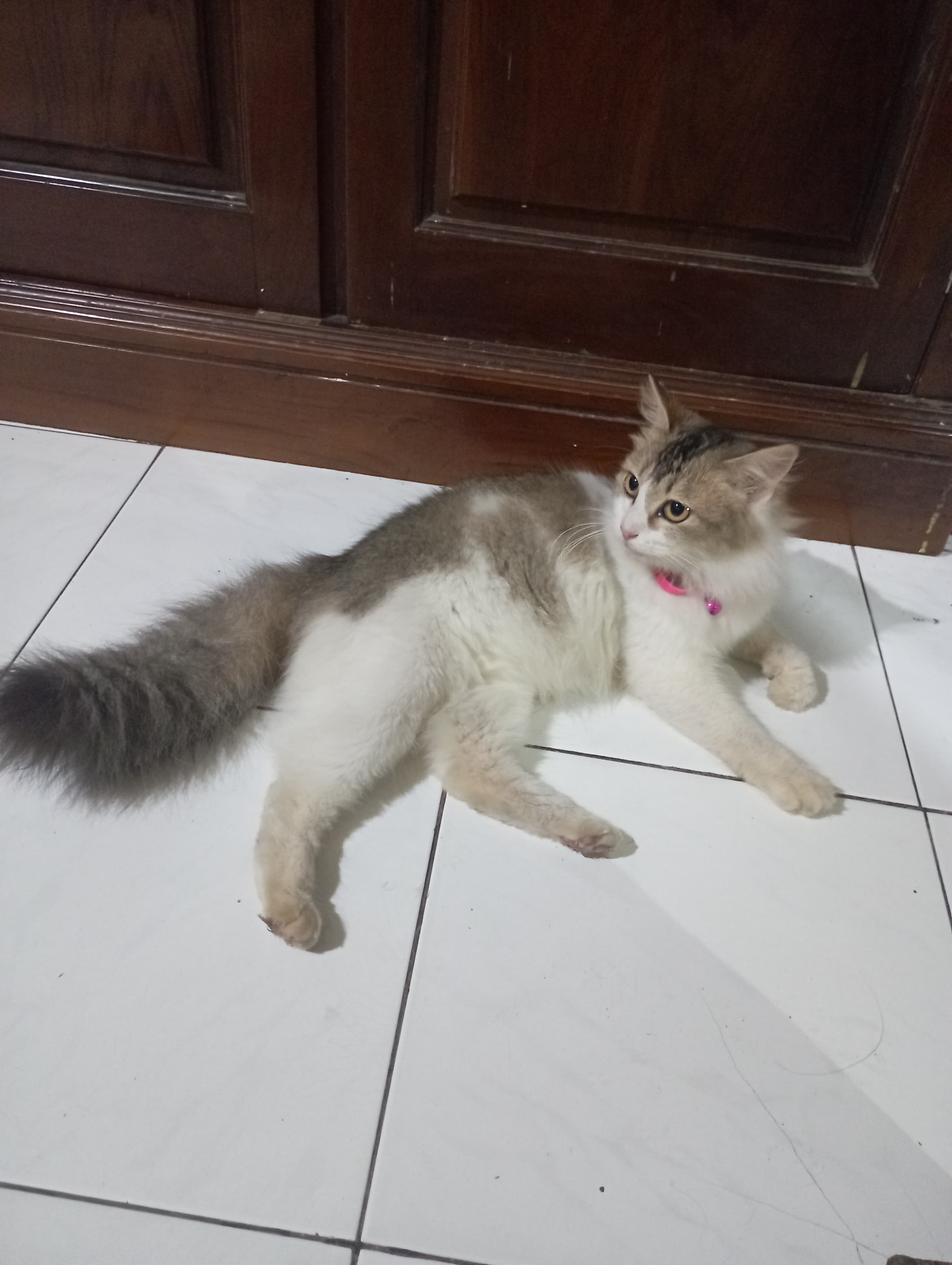 Foto laporan Shiro (HH0035)
