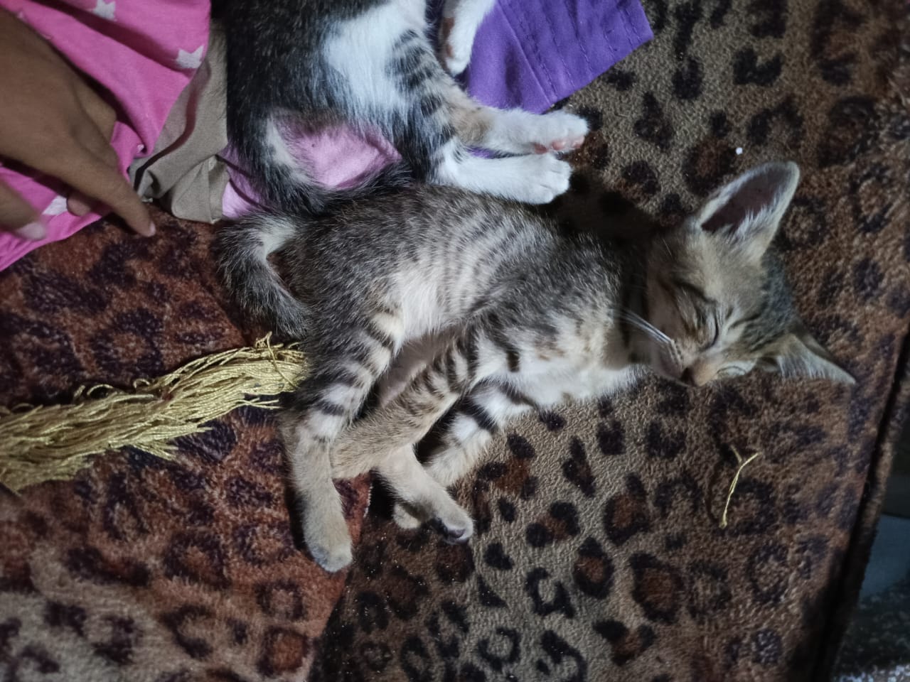 Foto laporan ngga ada namanya (HH0036)