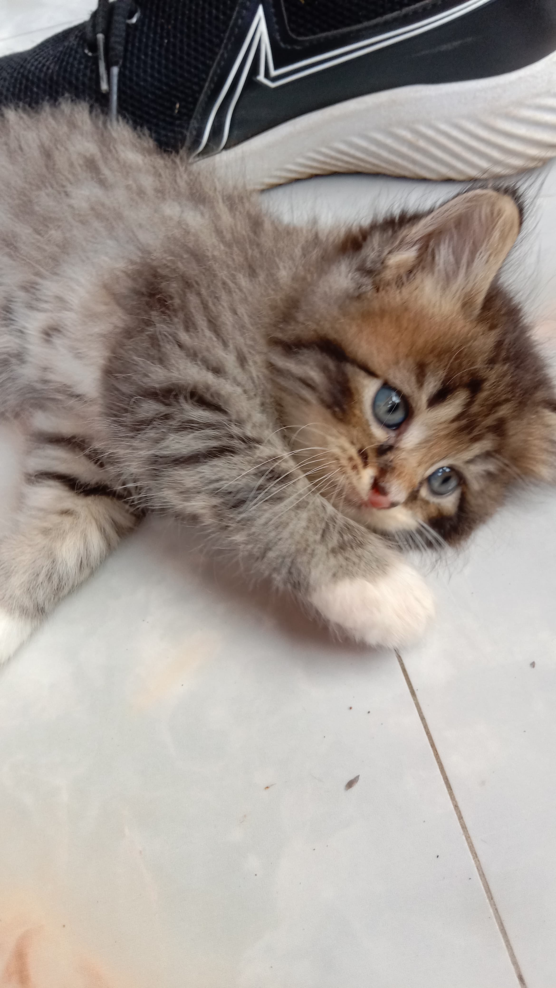 Foto laporan Cheke (HH0037)