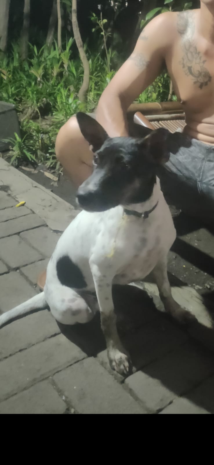 Foto laporan anjing (HH0038)