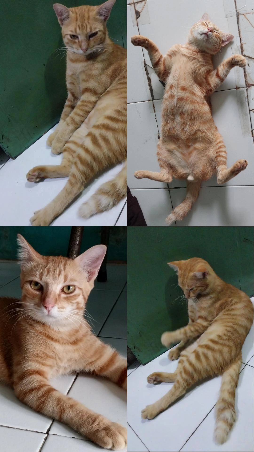 Foto laporan Samir (HH0041)