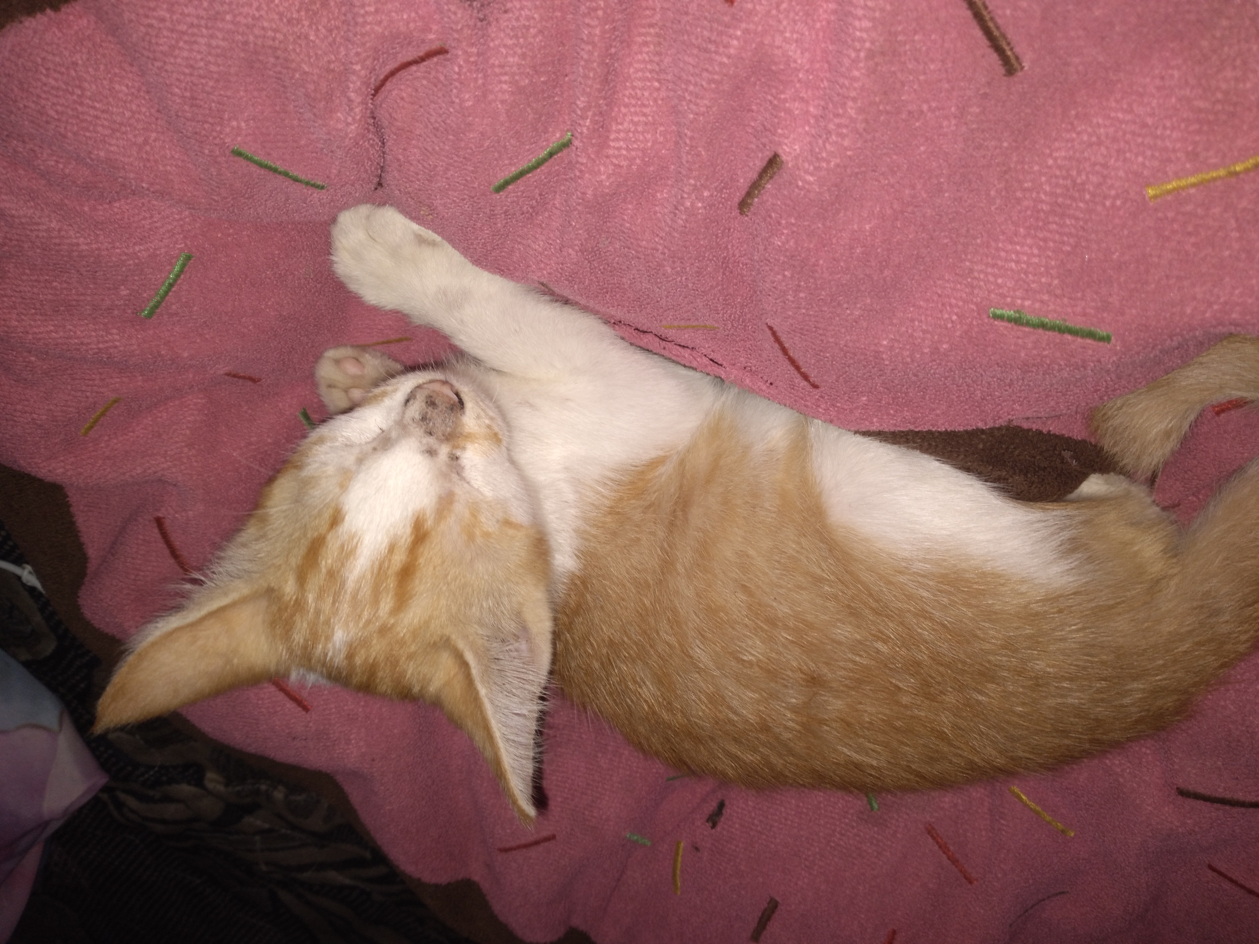 Foto laporan Lola (HH0043)