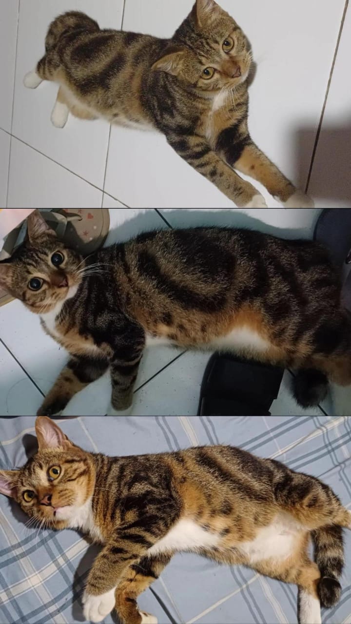 Foto laporan Milo (HH0047)