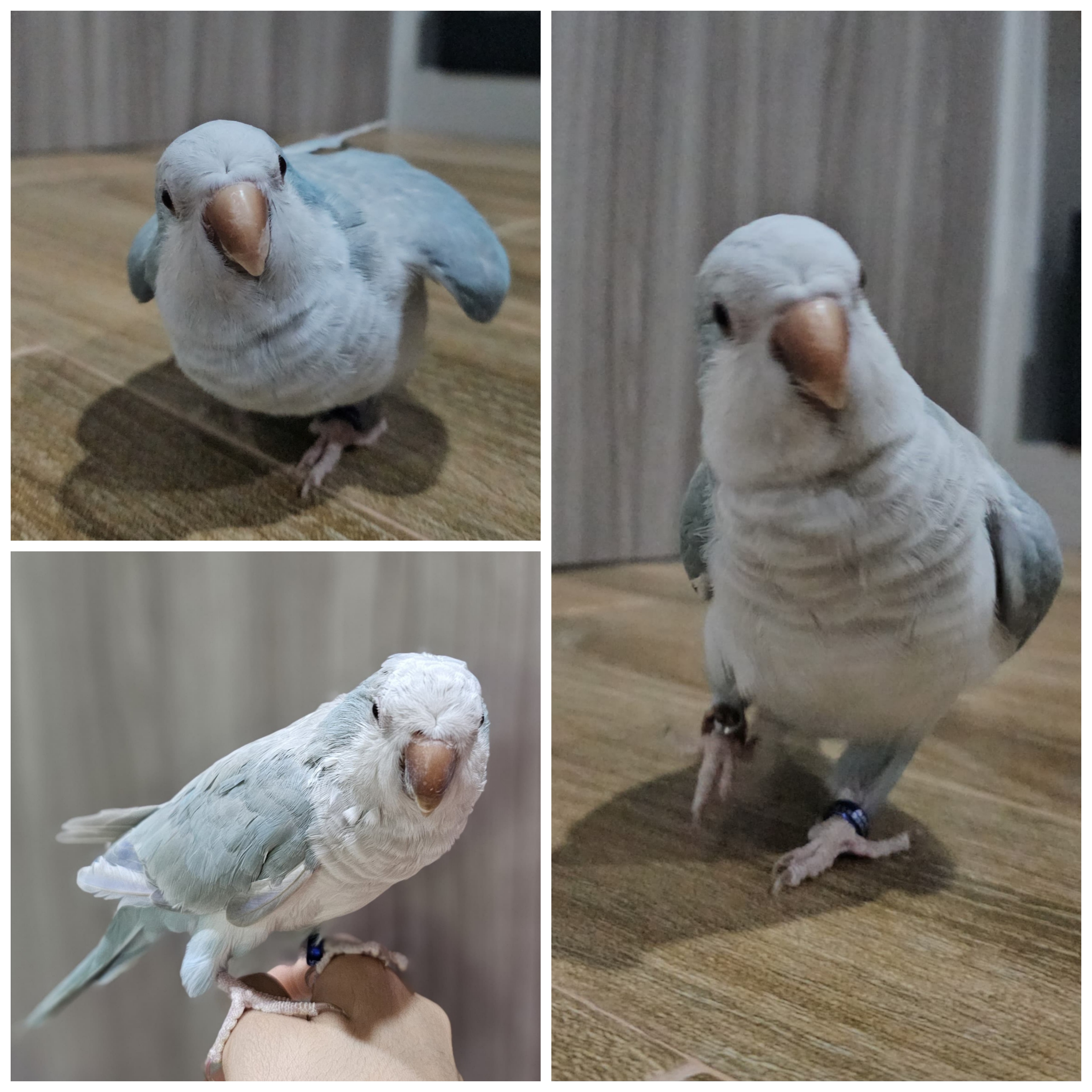 Foto laporan Poki (HH0048)