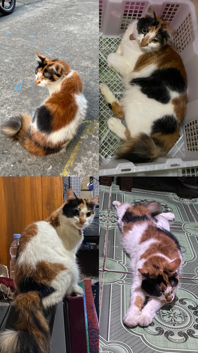 Foto laporan Milly (HH0052)
