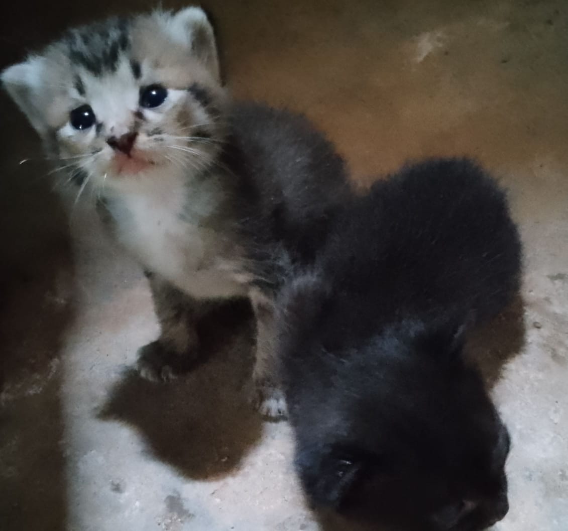 Foto laporan Bleki (Blacky) (HH0054)