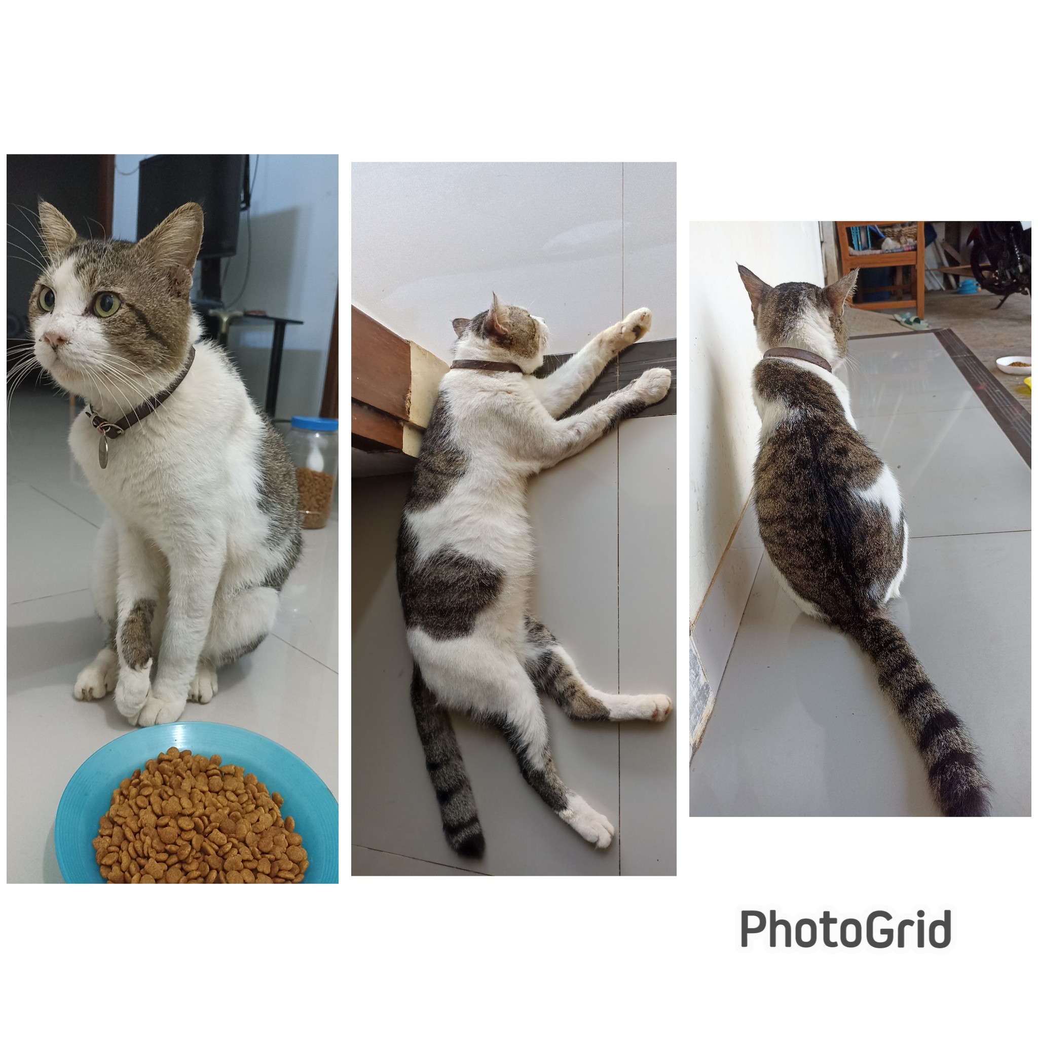 Foto laporan Upin (HH0058)