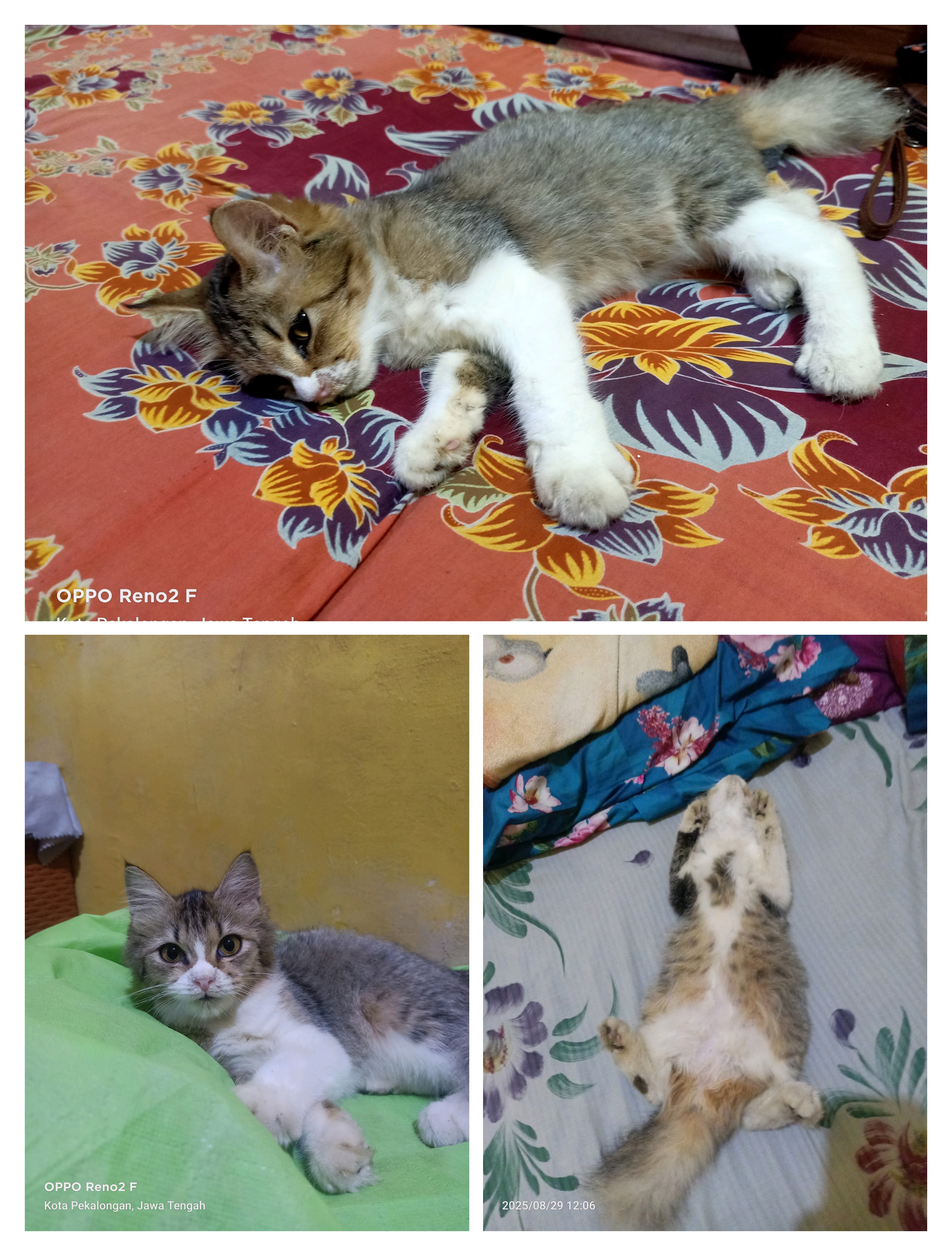 Foto laporan Miloo (HH0061)