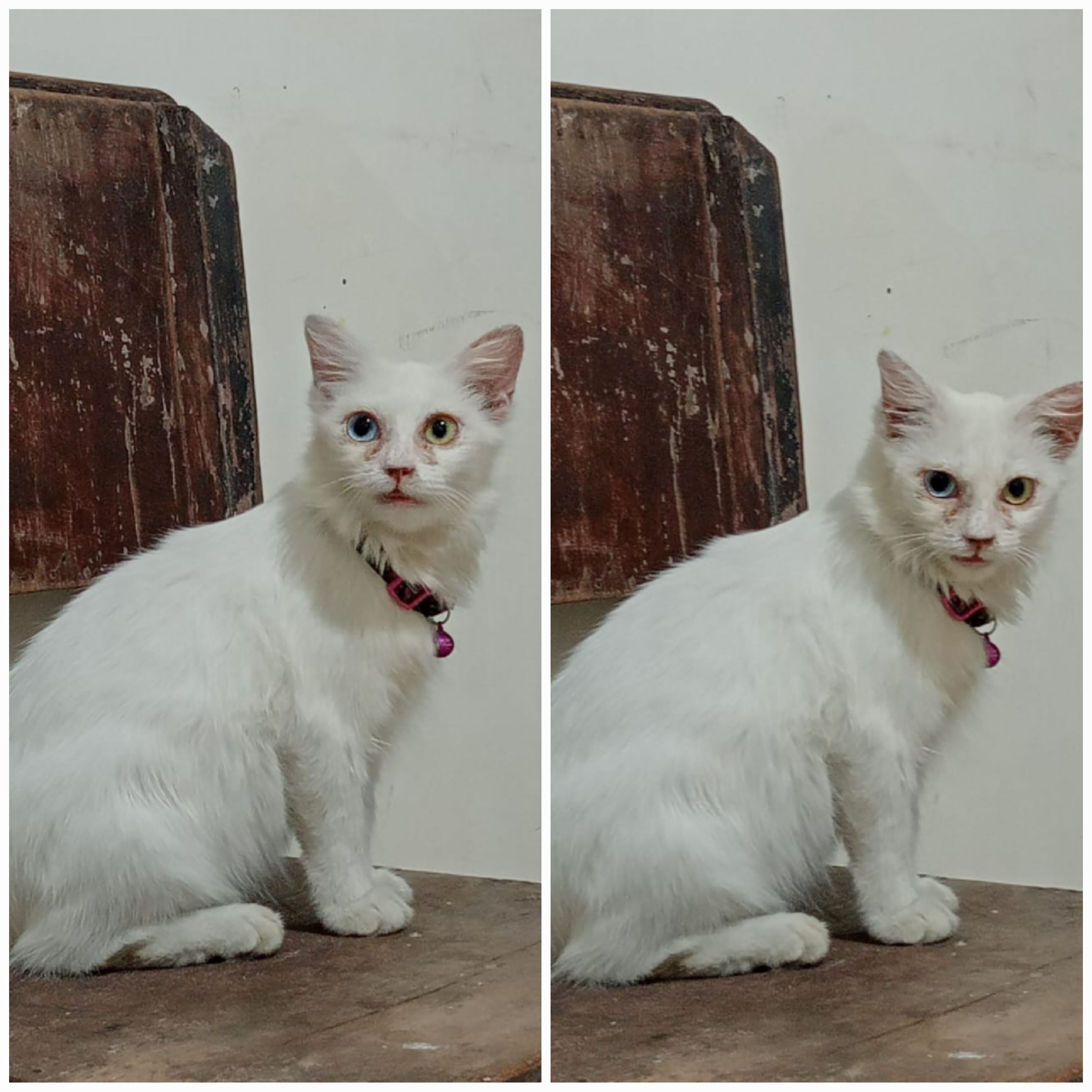 Foto laporan Puput (HH0062)