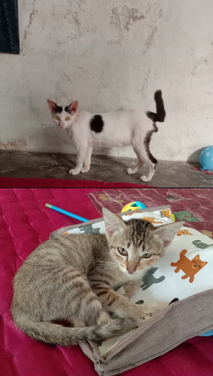 Foto laporan Jono dan Kucil (HH0063)