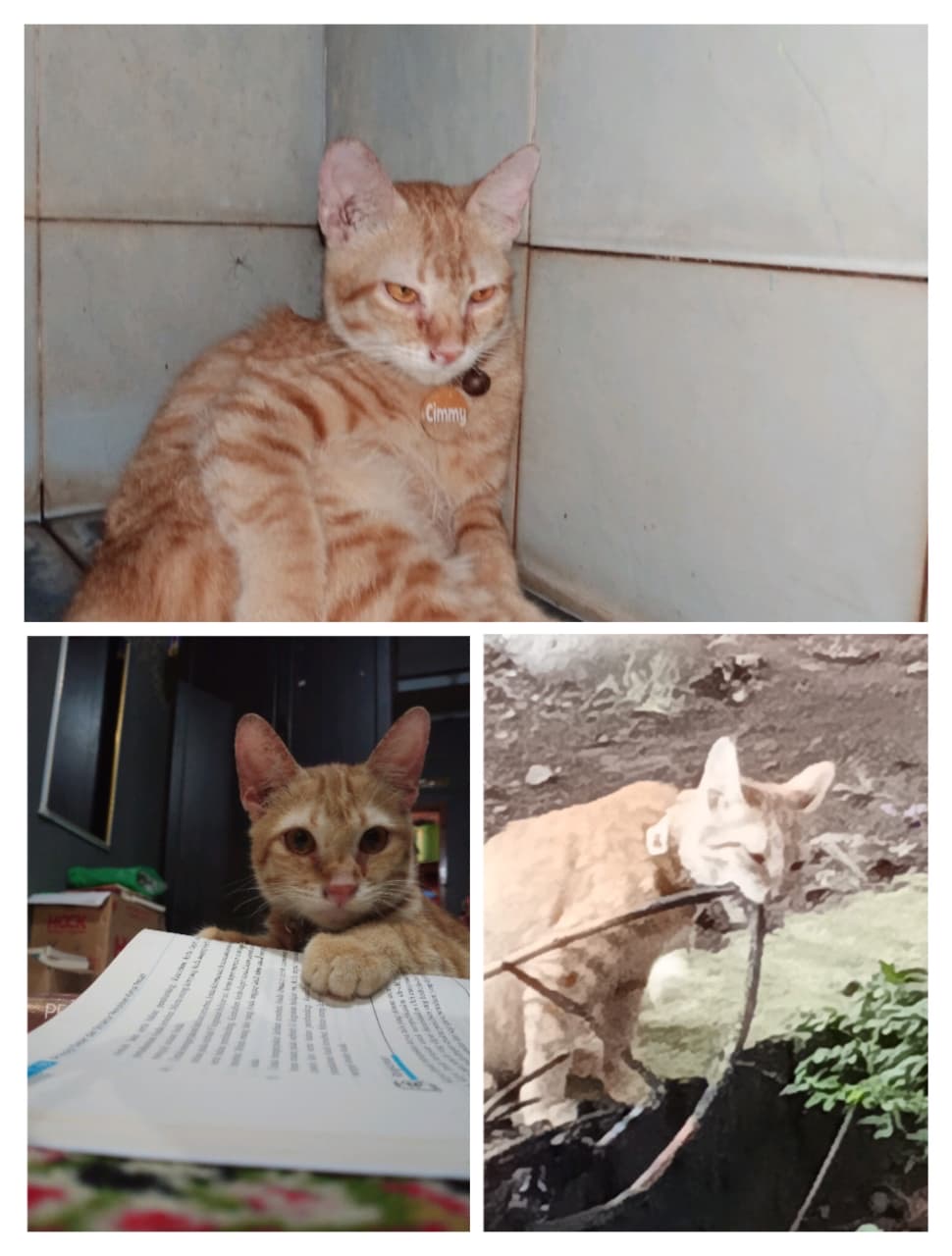 Foto laporan Cimmy (HH0066)