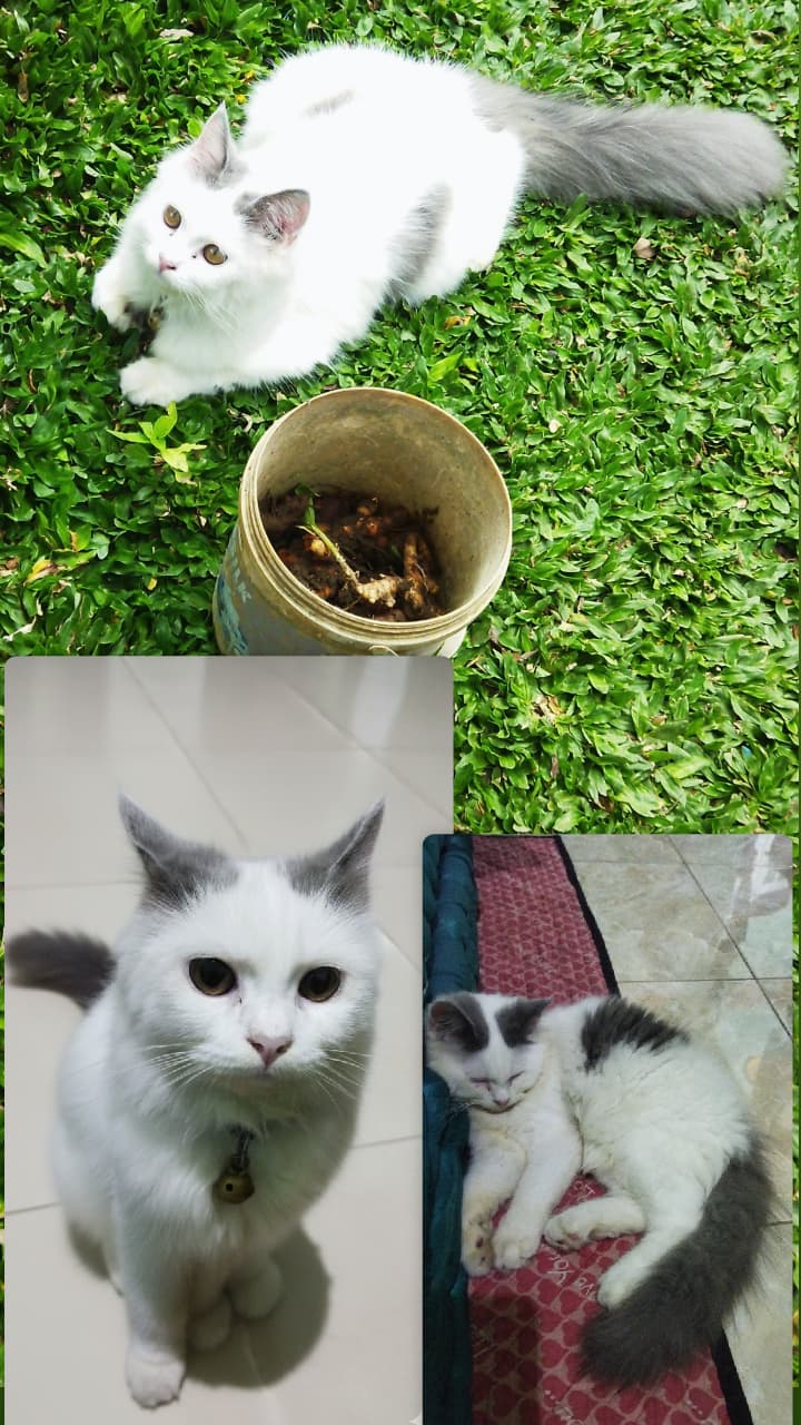 Foto laporan Pilus (HH0071)