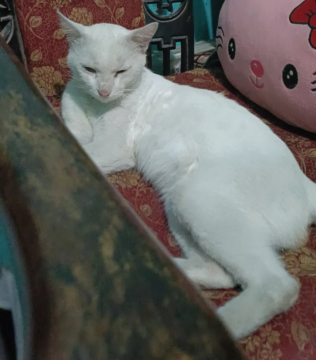 Foto laporan Cilor (HH0074)