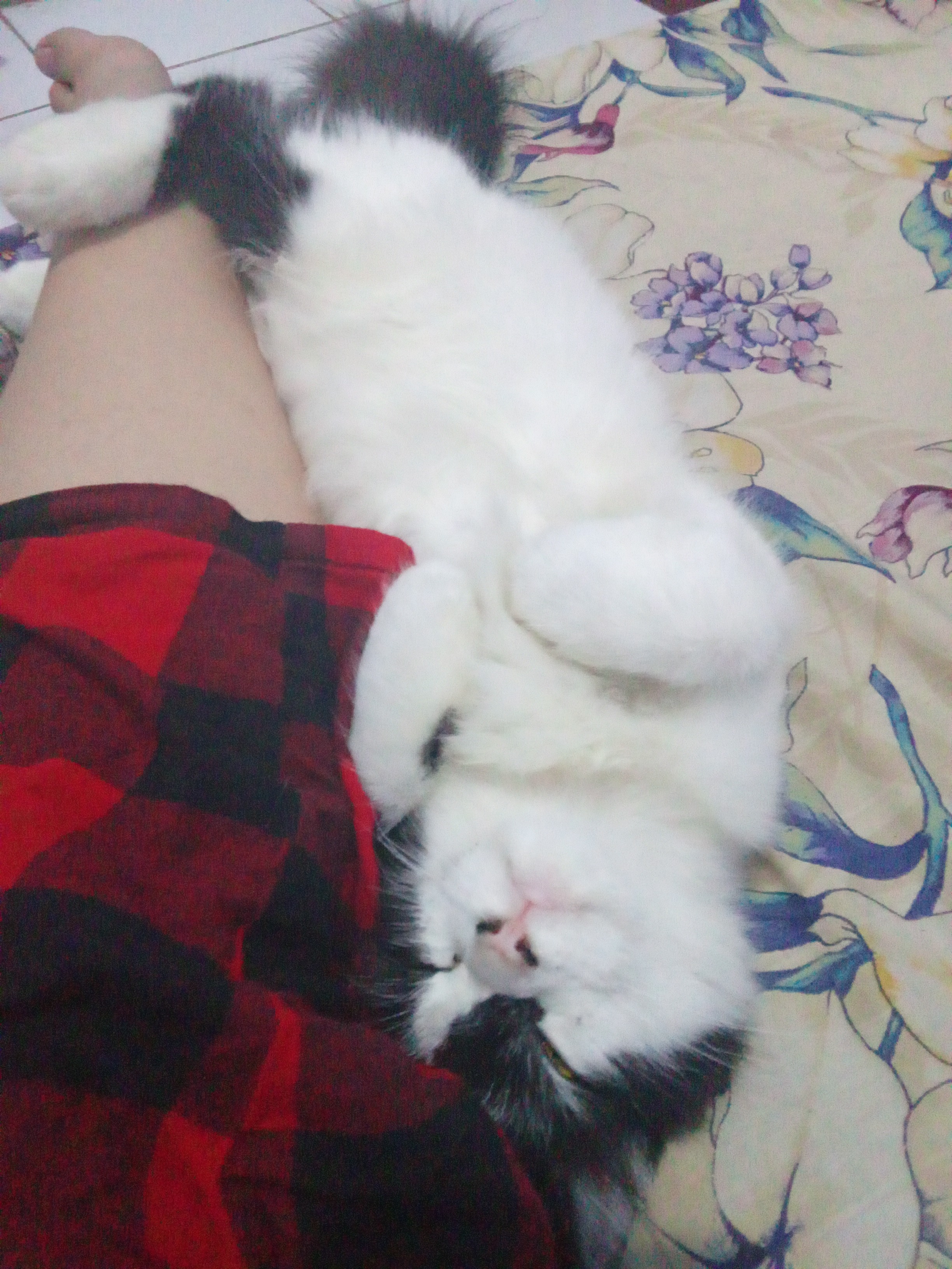 Foto laporan Oreo (HH0079)