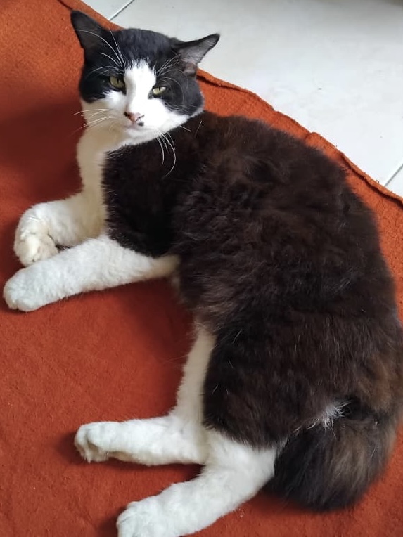 Foto laporan Oreo (HH0080)