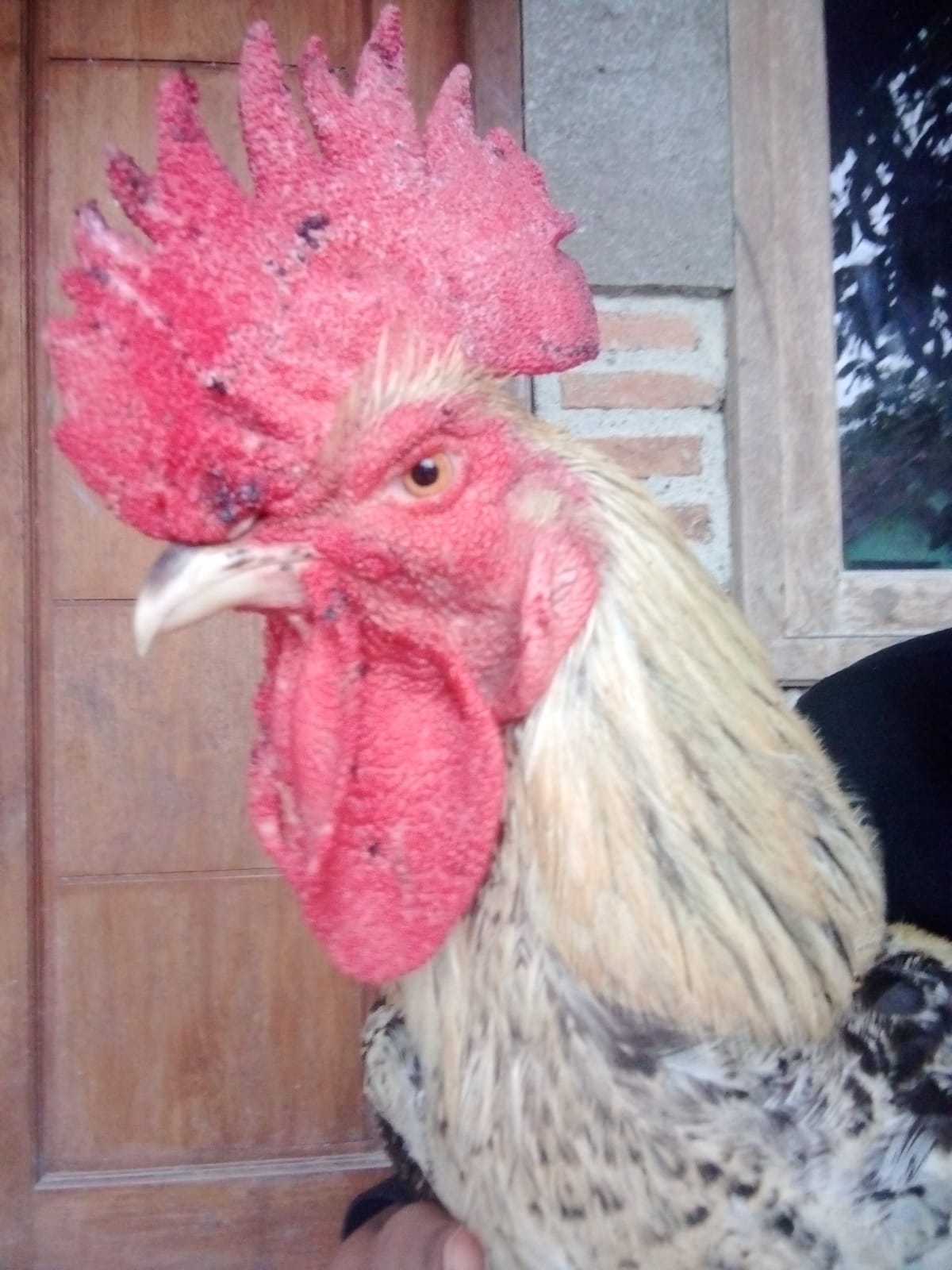 Foto laporan plusky (HH0081)